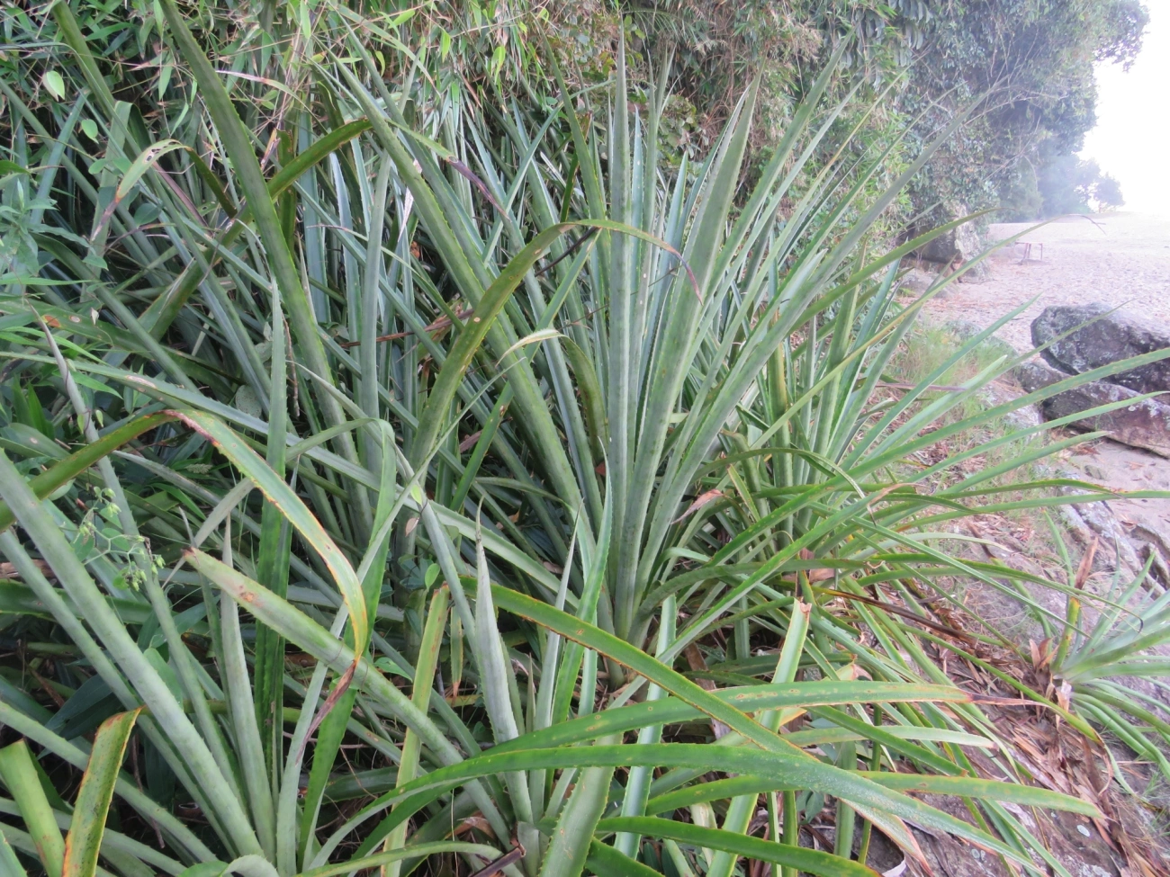 Caraguatá-do-campo (Bromelia antiacantha), plantas, fotografado em Indaiá, Caraguatatuba