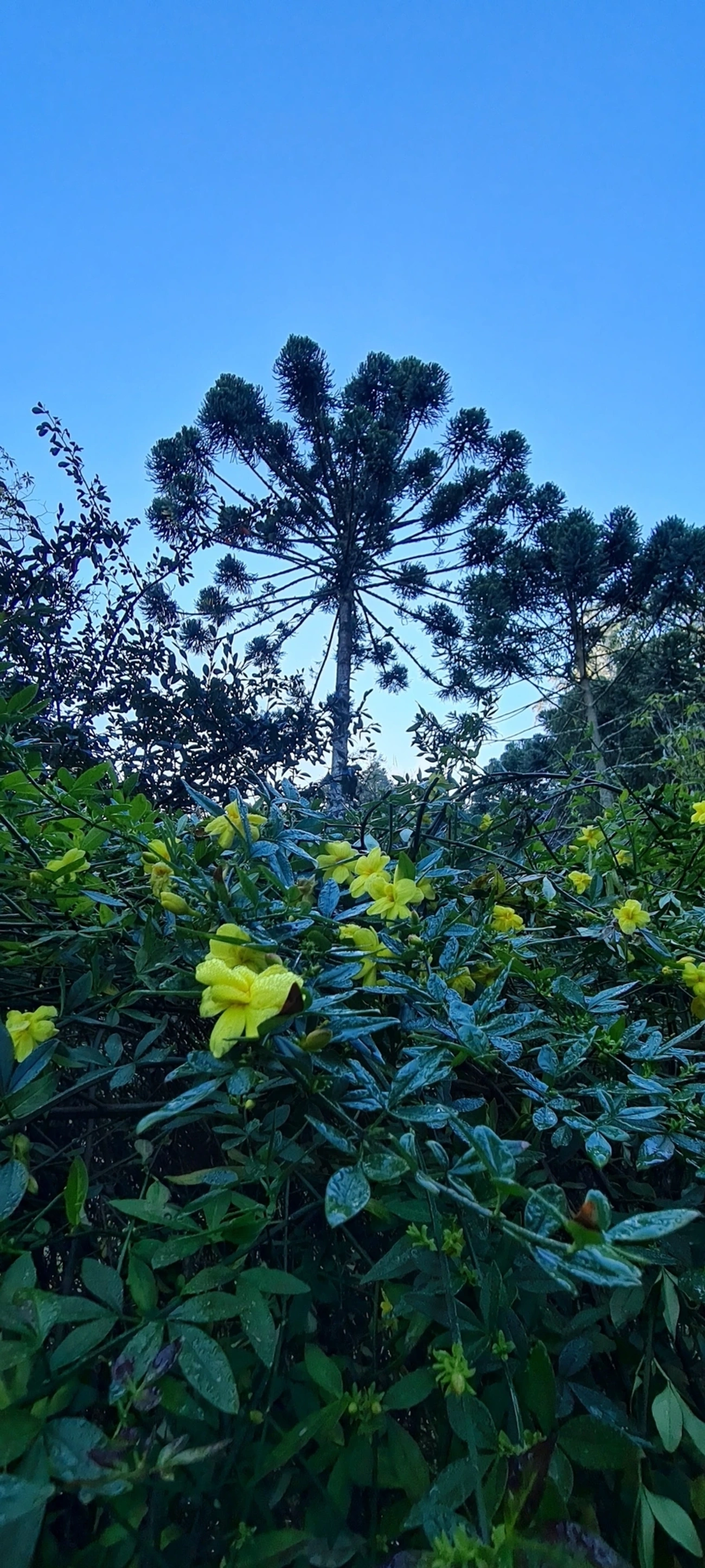 Araucária (Araucaria angustifolia), plantas, fotografado em Campos do Jordão