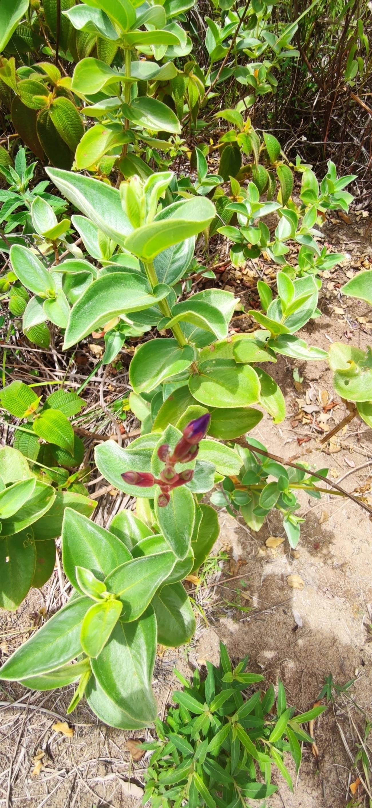 Orelha-de-onça (Pleroma heteromallum), plantas, fotografado em Paúba, São Sebastião