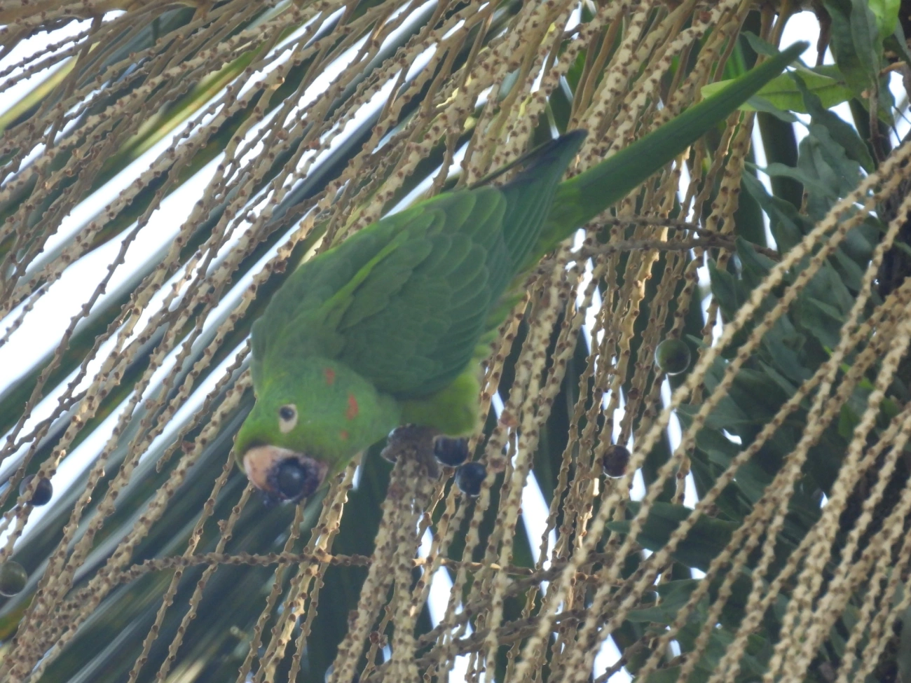 Periquitão-maracanã (Psittacara leucophthalmus), aves, fotografado em Serrinha do Alambari