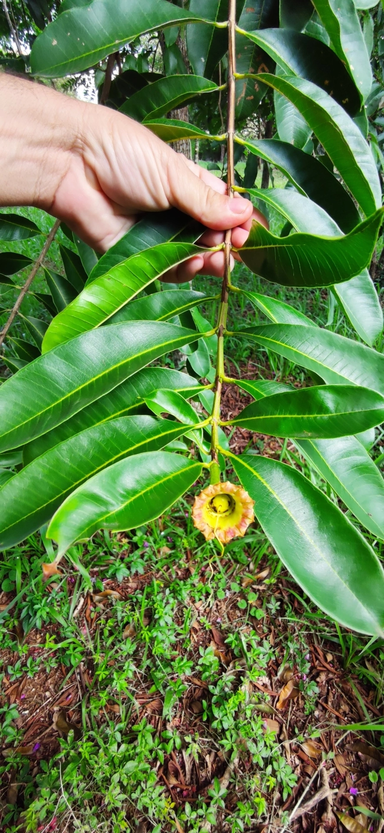 Pacari (Lafoensia pacari), plantas, fotografado em Vila Santo Estevão, São Paulo