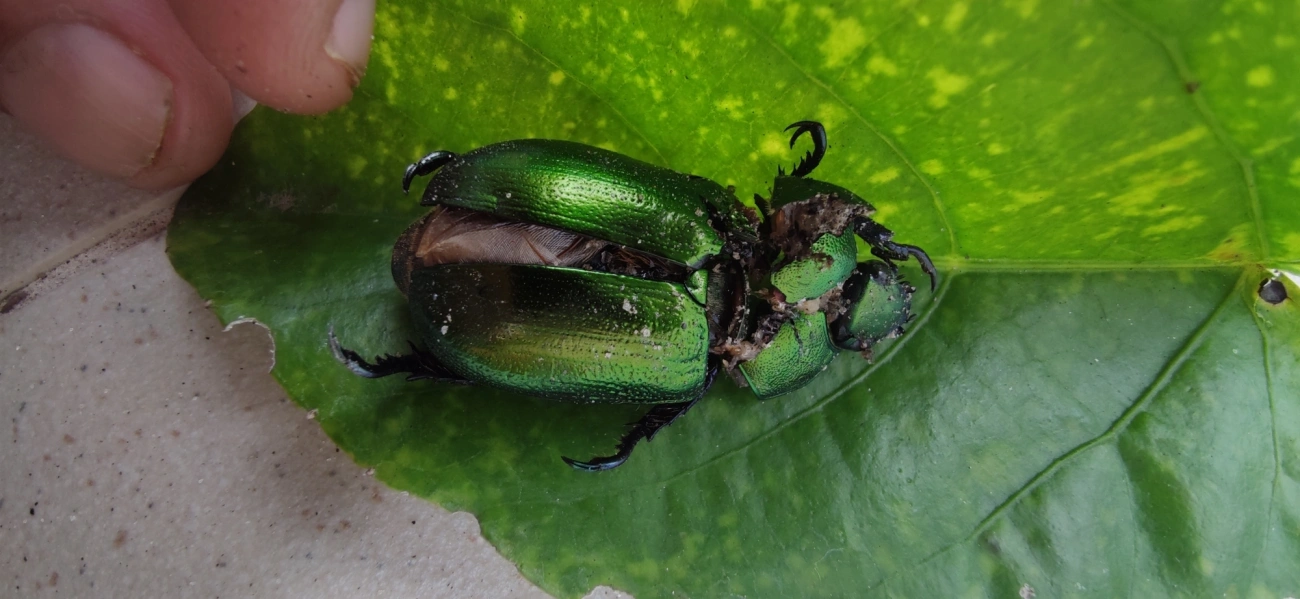 Pelidnota cyanipes, insetos, fotografado em Maresias, São Sebastião