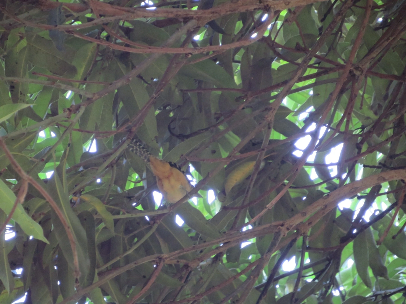 Chocão-carijó (Hypoedaleus guttatus), aves, fotografado em Maresias, São Sebastião
