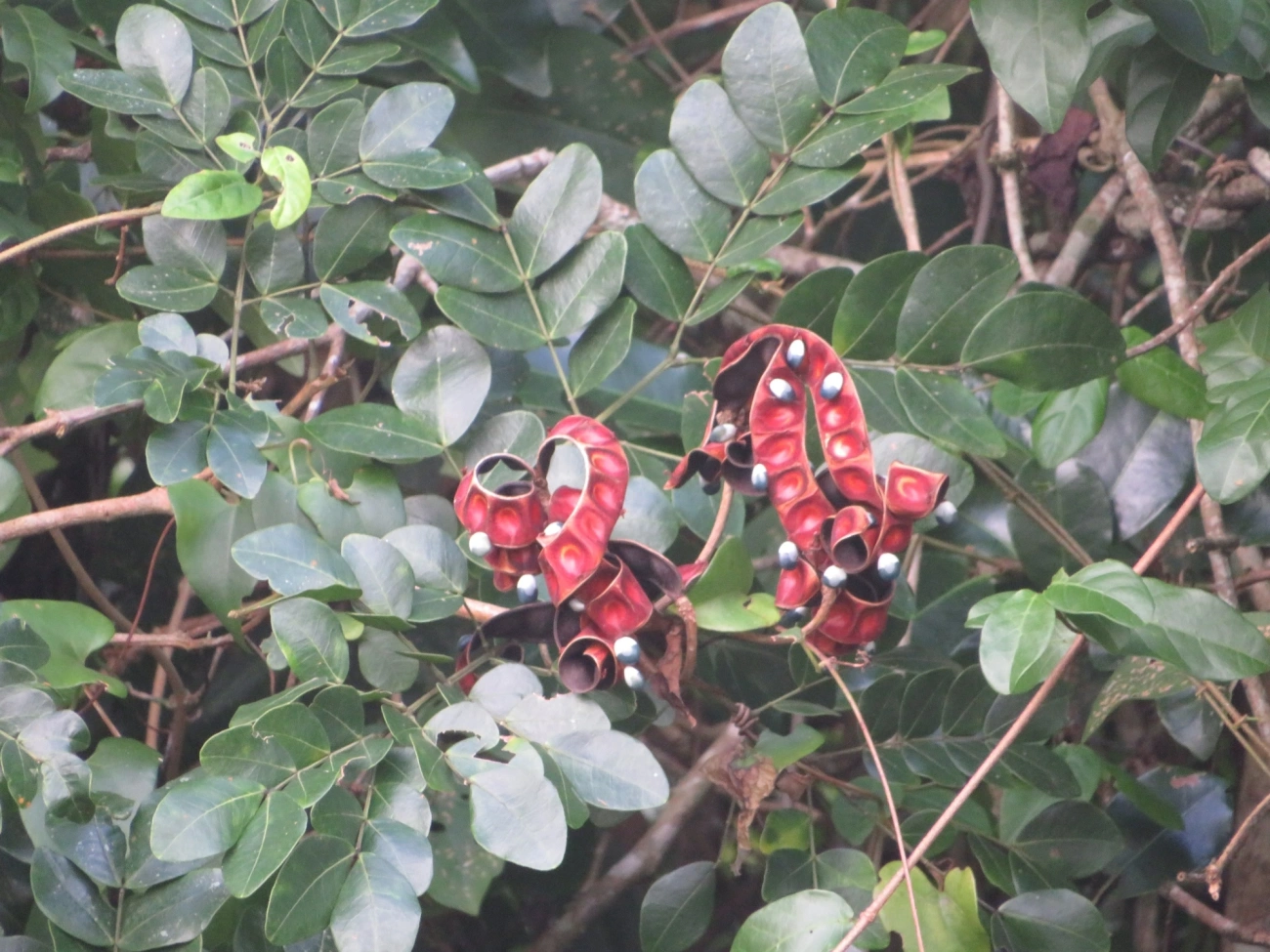 Ingarana (Jupunba trapezifolia micradenia), plantas, fotografado em Maresias, São Sebastião