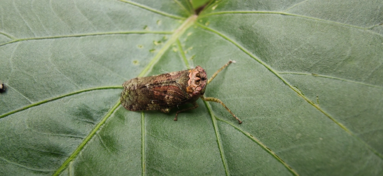 Calyptoproctus, insetos, fotografado em Maresias, São Sebastião