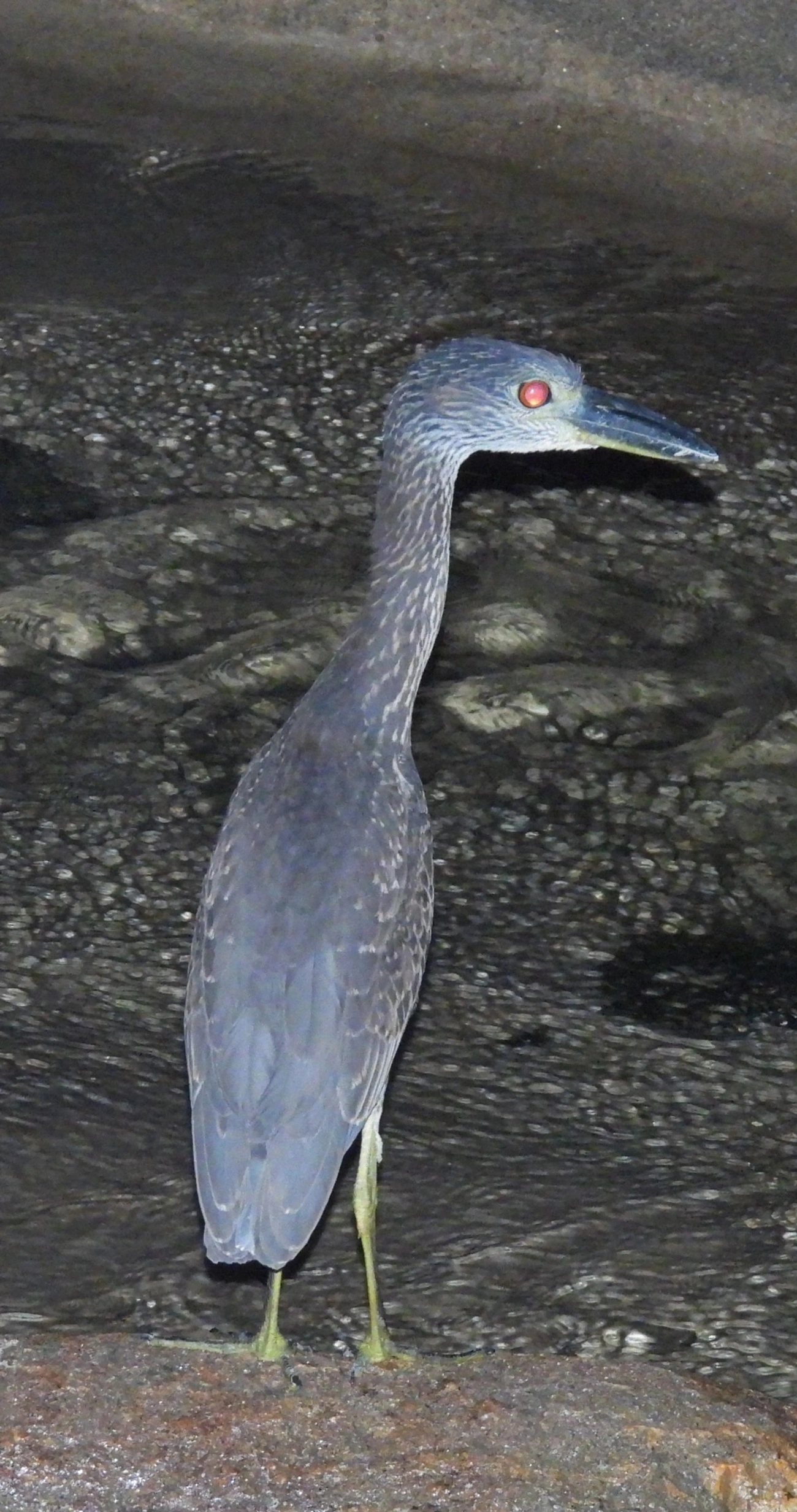 Savacu-de-coroa (Nyctanassa violacea), aves, fotografado em Maresias, São Sebastião