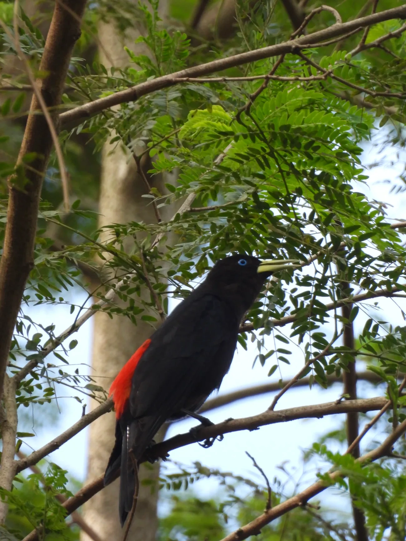 Guaxe (Cacicus haemorrhous), aves, fotografado em Maresias, São Sebastião