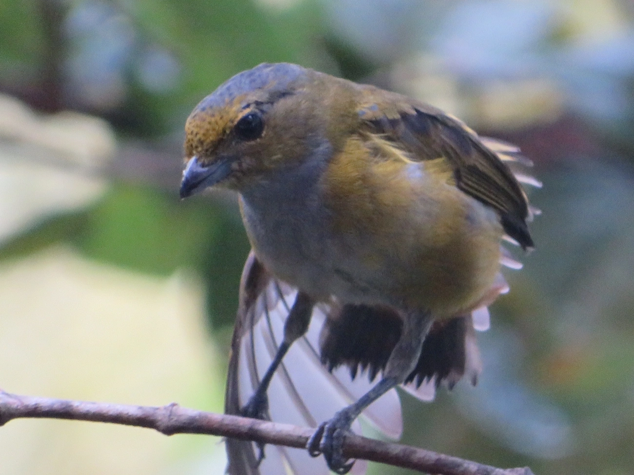 Ferro-velho (Euphonia pectoralis), aves, fotografado em Maresias, São Sebastião