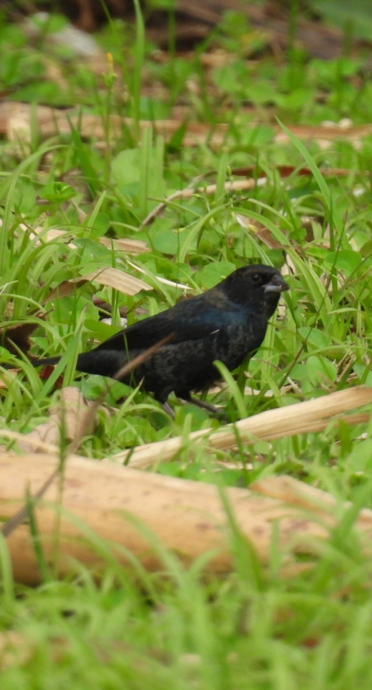 Tiziu (Volatinia jacarina), aves, fotografado em Maresias, São Sebastião
