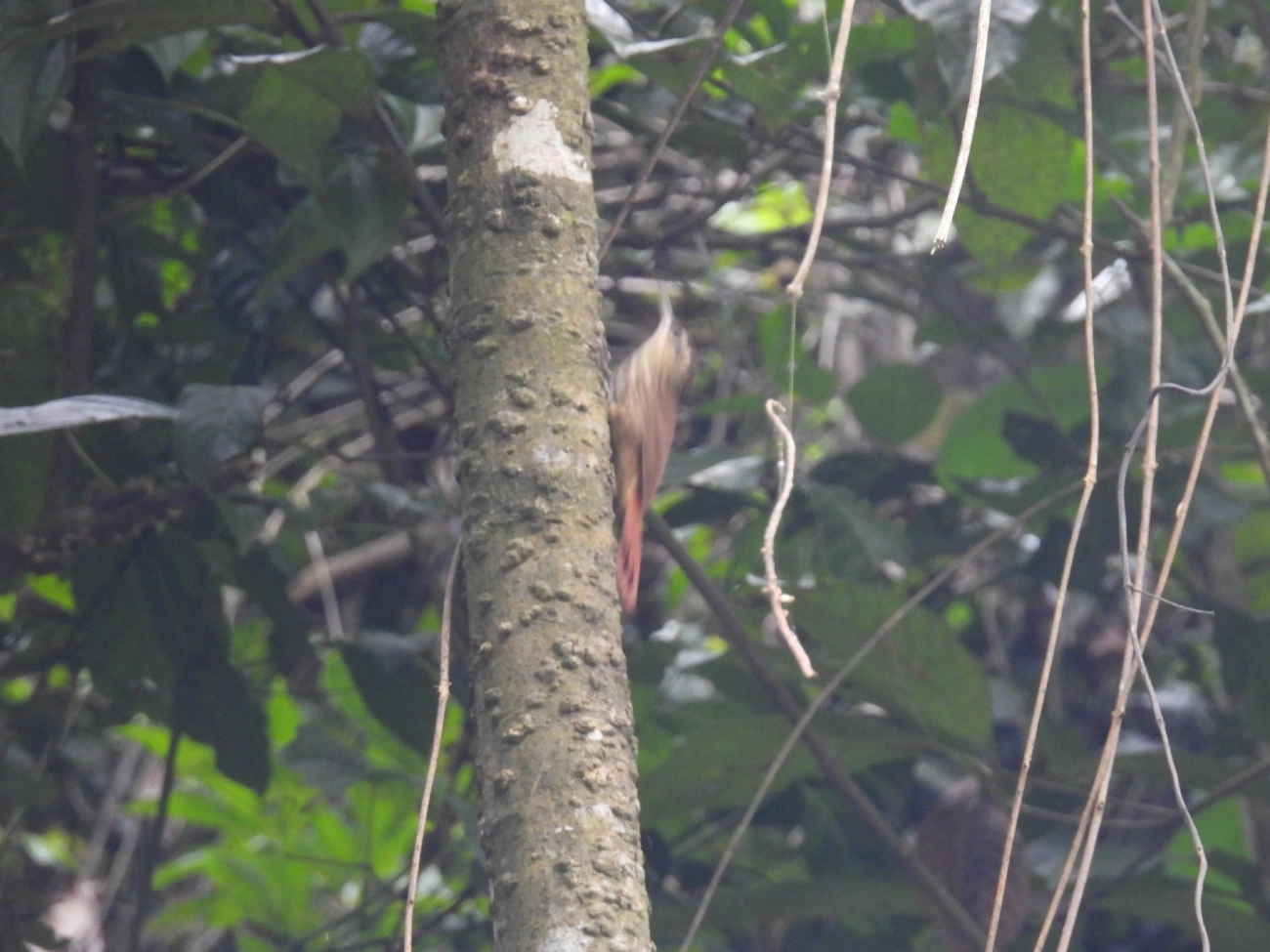 Arapaçu-rajado (Xiphorhynchus fuscus), aves, fotografado em Guararema