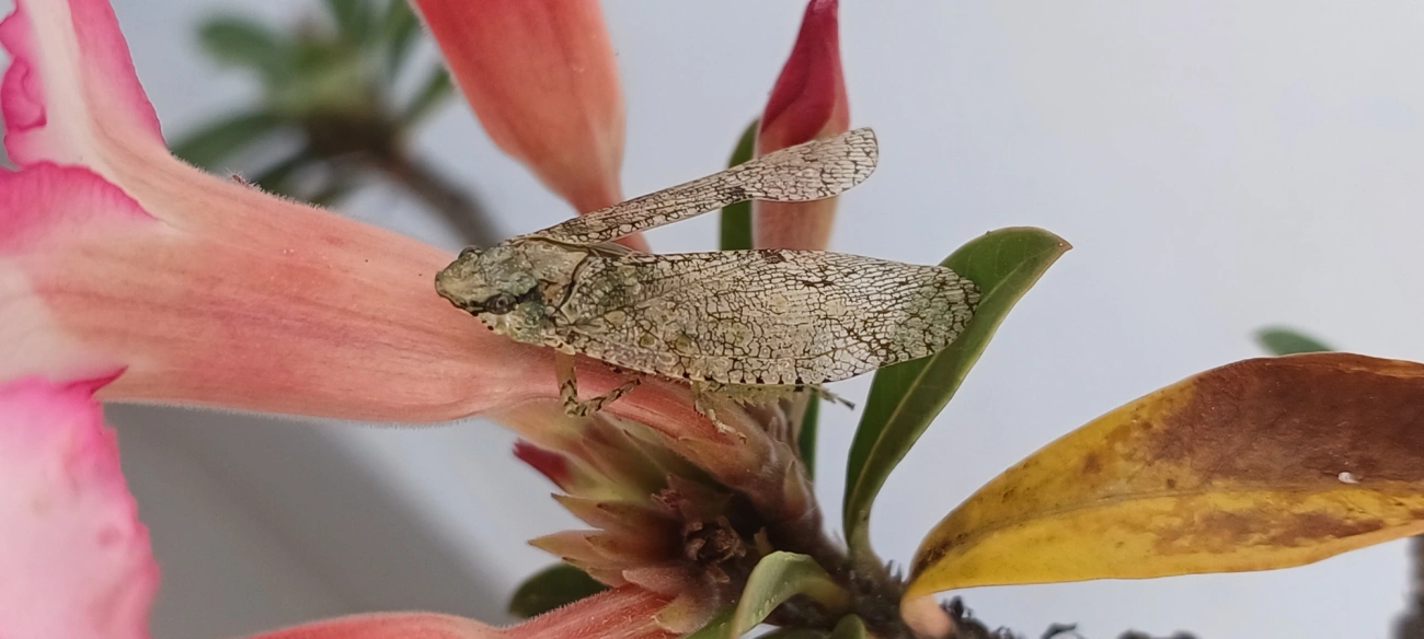 Dilobura, insetos, fotografado em Maresias, São Sebastião