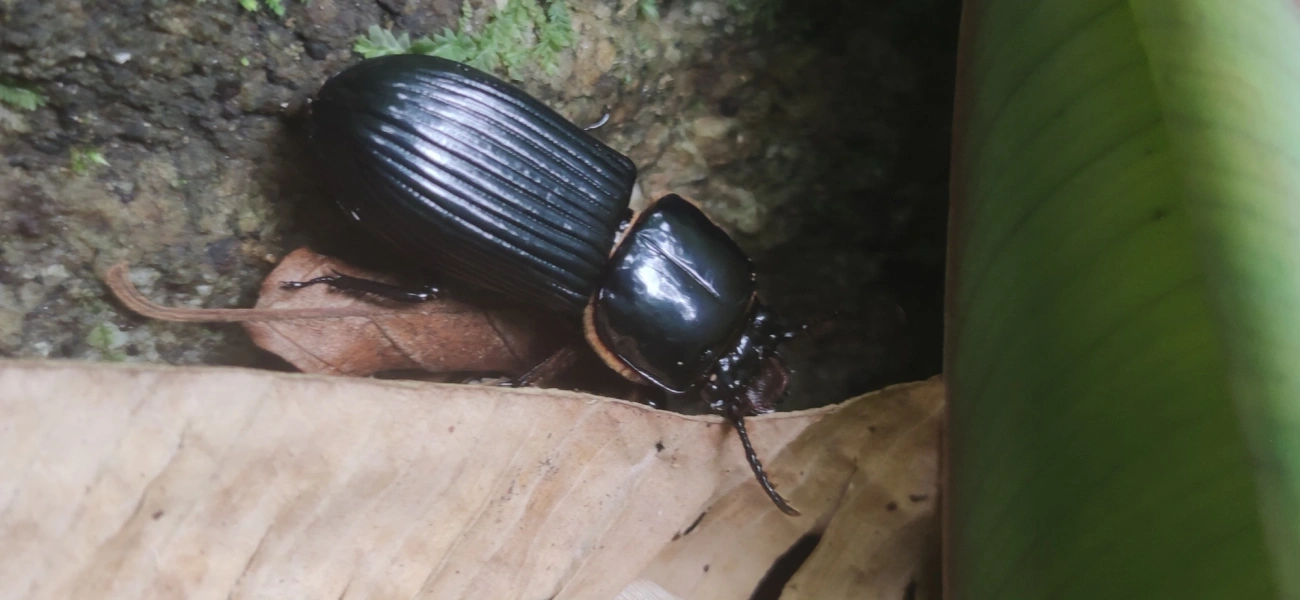 Passalidae, insetos, fotografado em Maresias, São Sebastião