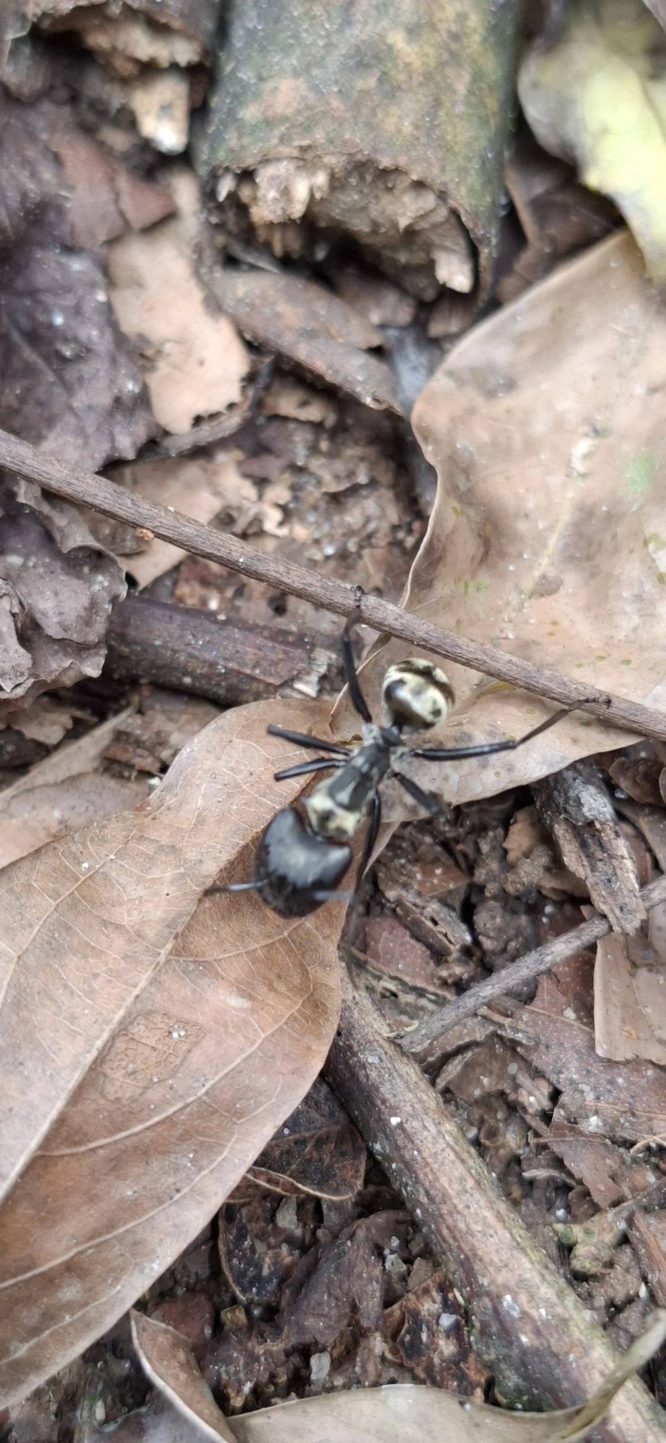 Formiga-dourada (Camponotus sericeiventris), insetos, fotografado em Maresias, São Sebastião