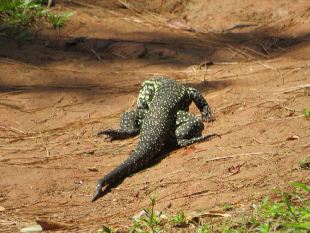 Teiú (Salvator merianae), répteis, fotografado em Calhetas, São Sebastião