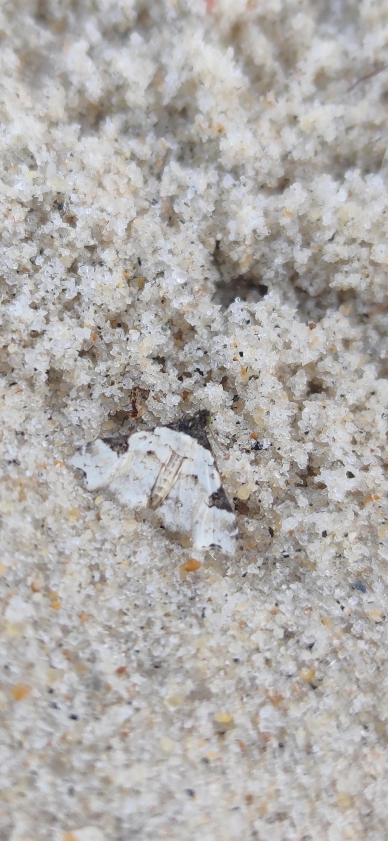 Xanthorhoe, insetos, fotografado em Maresias, São Sebastião