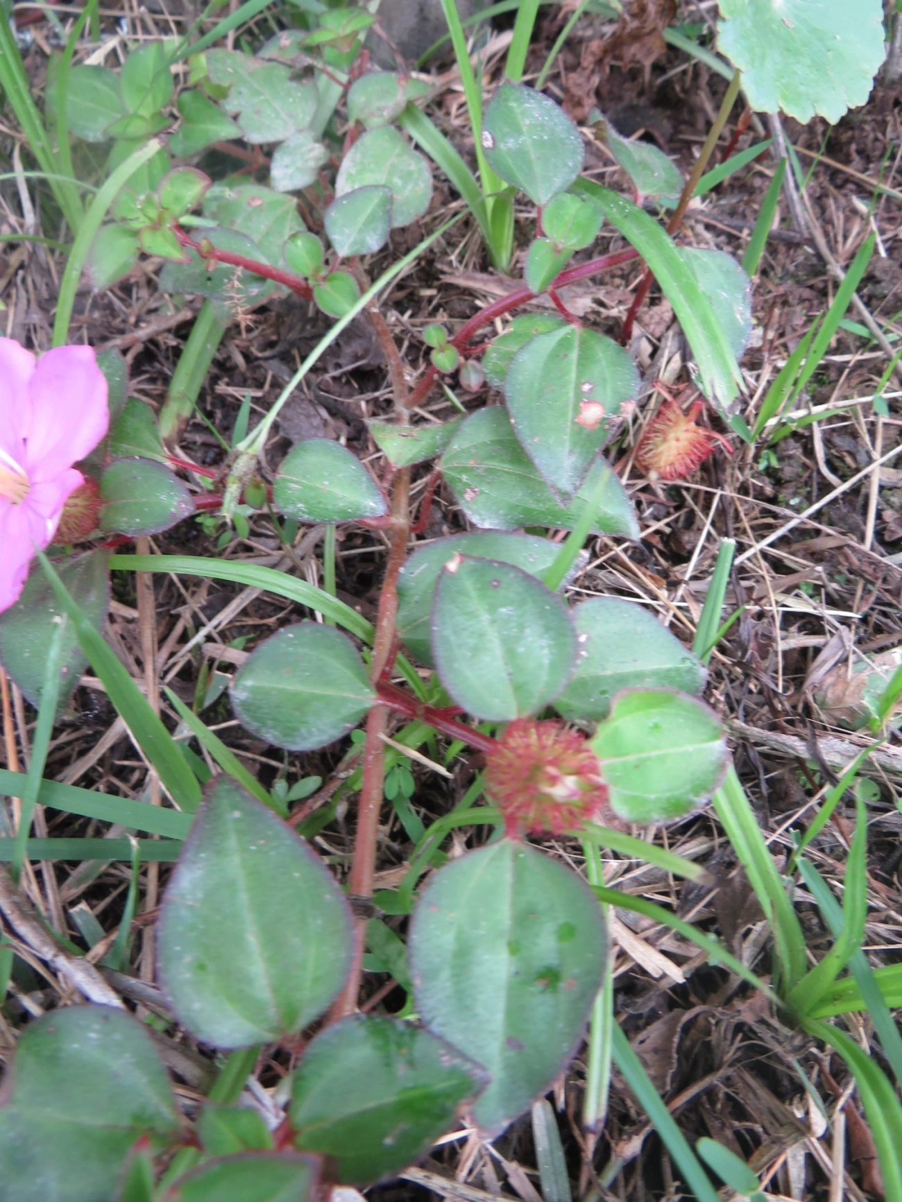 Heterotis rotundifolia, plantas, fotografado em Maresias, São Sebastião