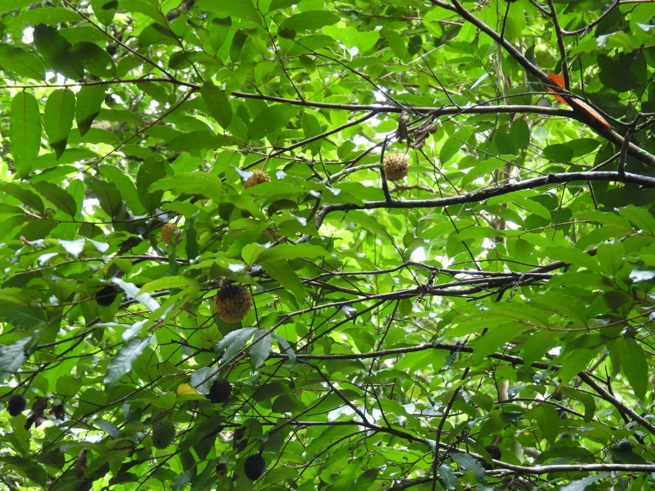 Biribá (Annona mucosa), plantas, fotografado em Boiçucanga, São Sebastião