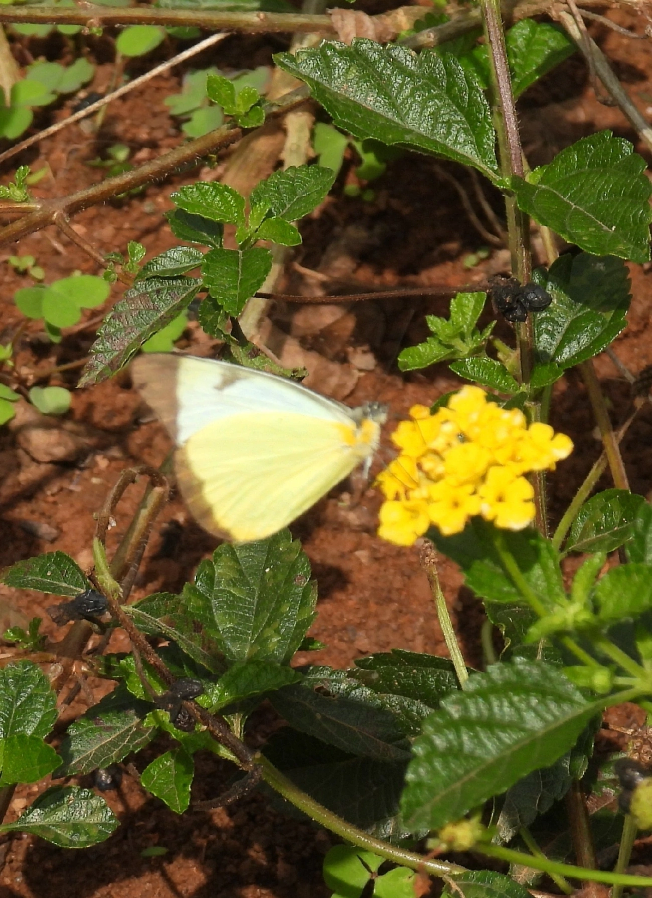 Branca-comum (Melete lycimnia), insetos, fotografado em Bragança Paulista