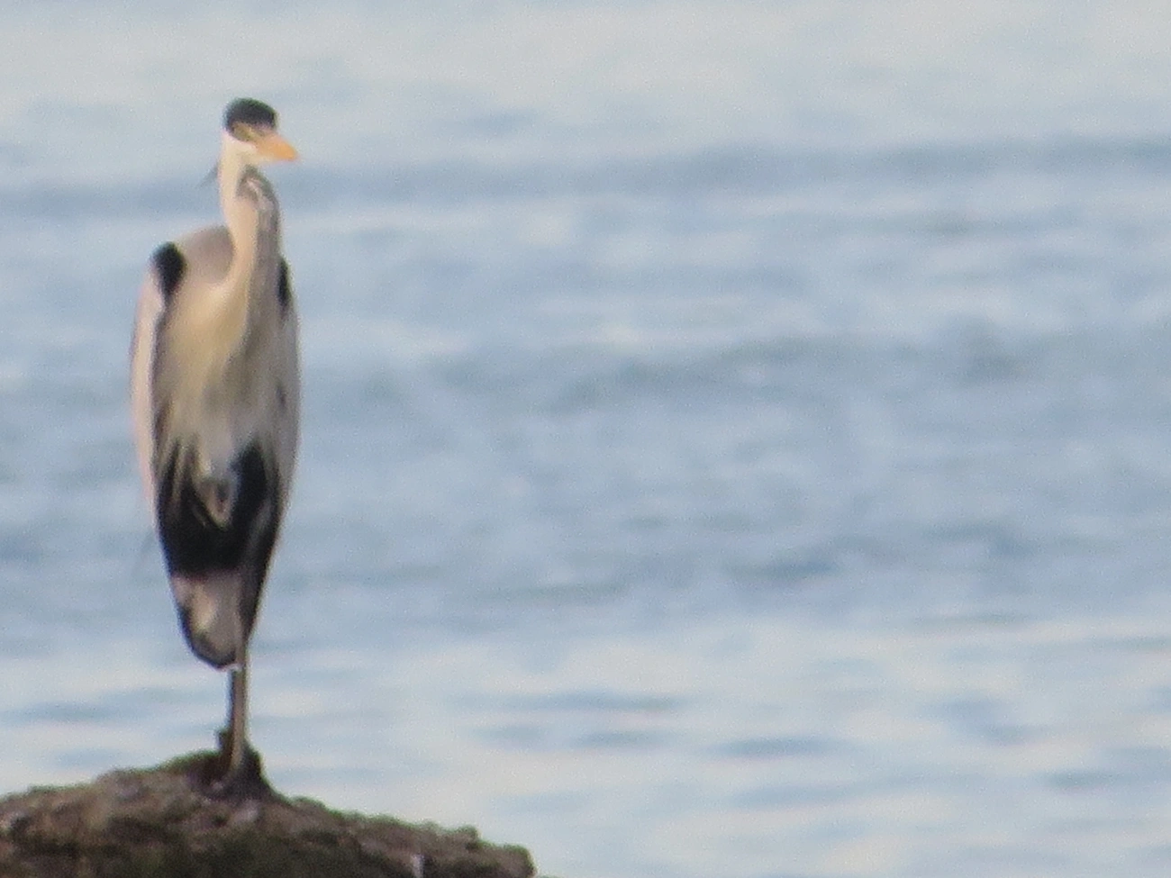 Garça-moura (Ardea cocoi), aves, fotografado em Maresias, São Sebastião