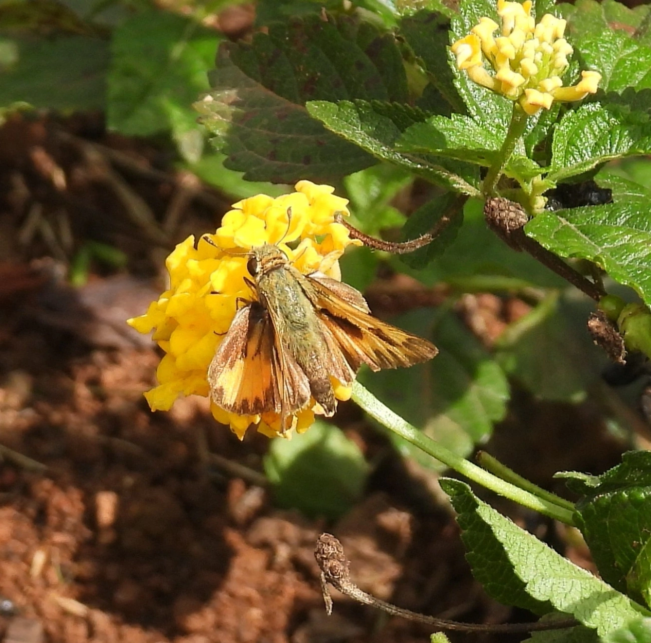 Hylephila phyleus, insetos, fotografado em Bragança Paulista