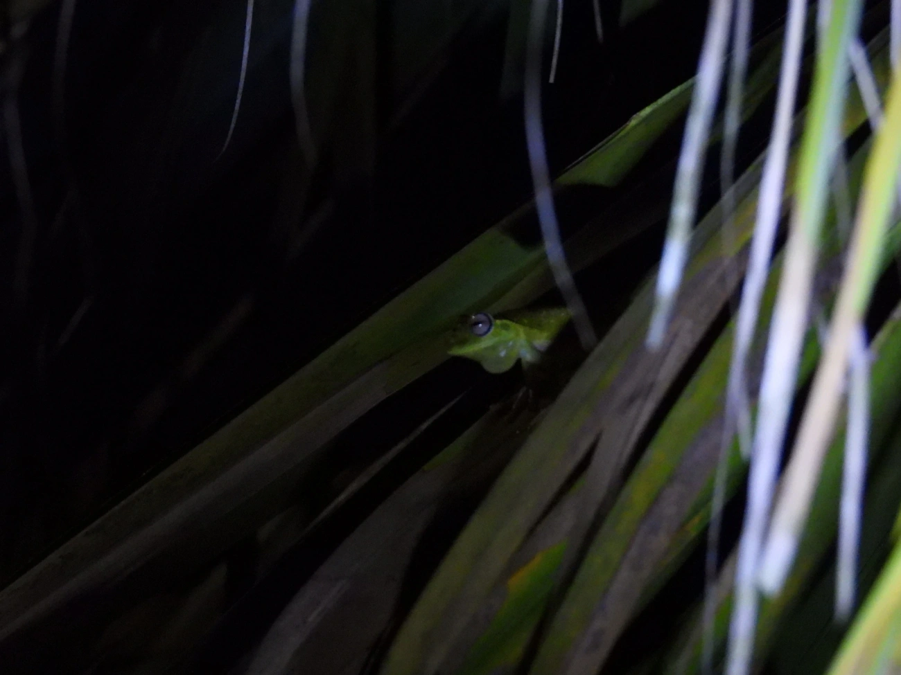 Perereca-araponga (Boana albomarginata), anfíbios, fotografado em Maresias, São Sebastião