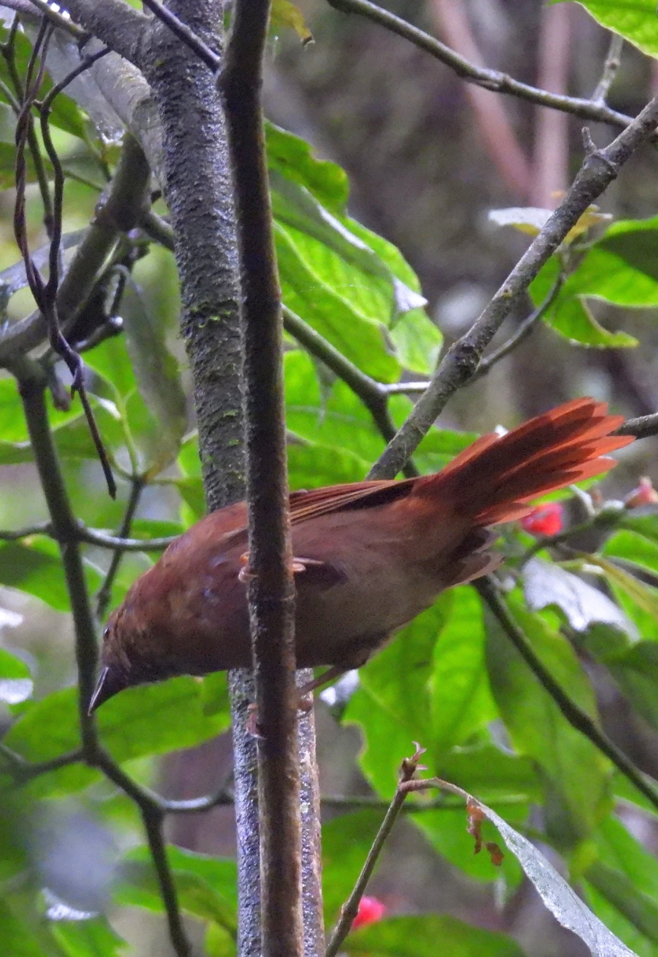 Tiê-de-bando (Habia rubica), aves, fotografado em Maresias, São Sebastião