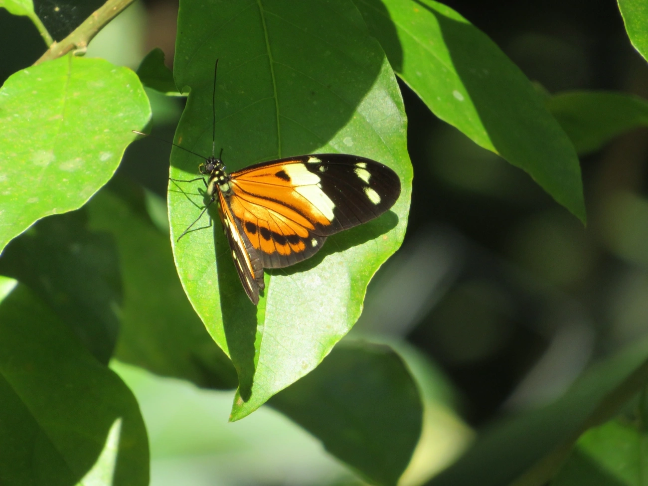 Helicônio-de-numata (Heliconius numata), insetos, fotografado em Paúba, São Sebastião