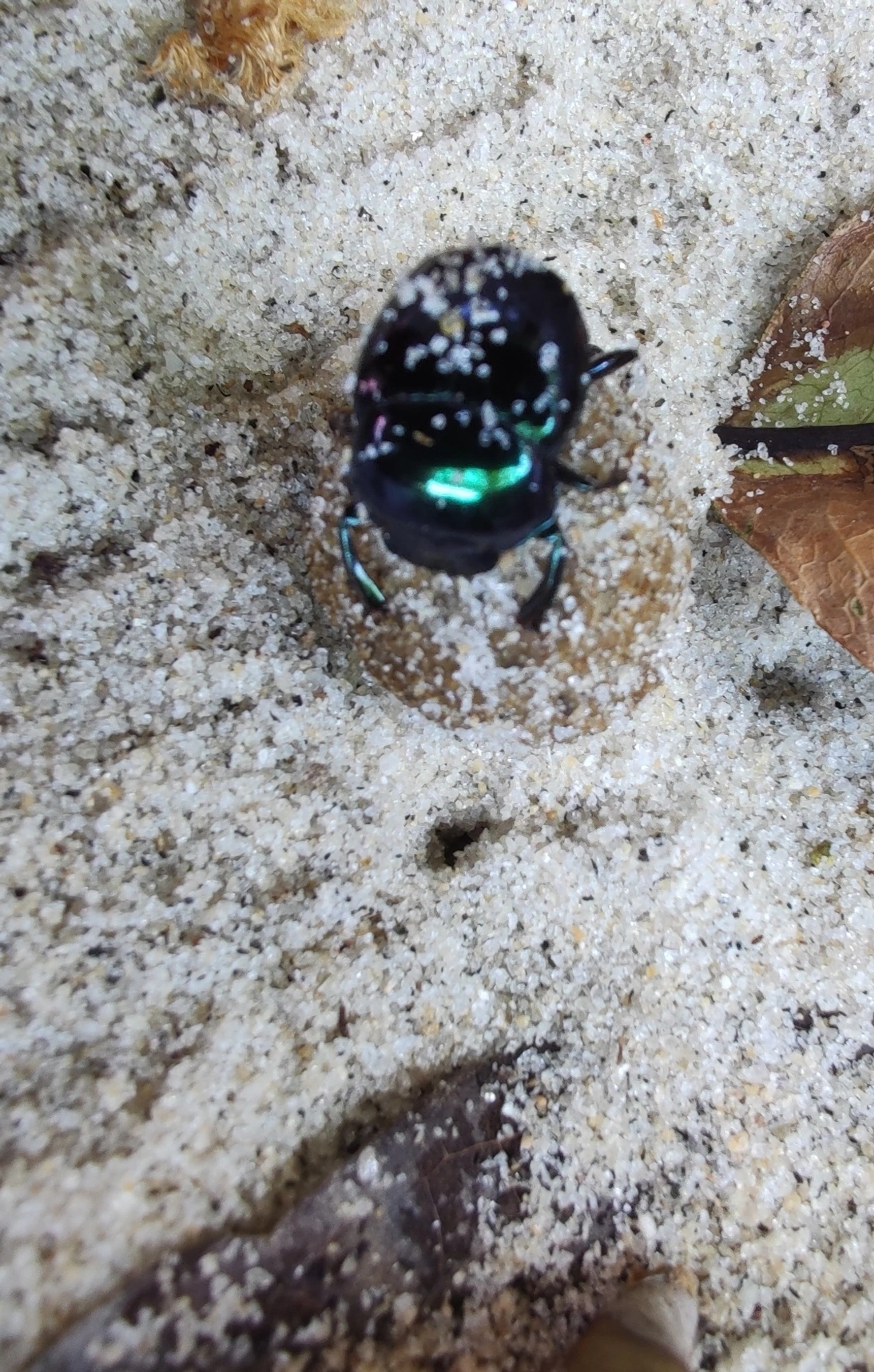 Besouros-Rola-Bosta (Scarabaeinae), insetos, fotografado em Maresias, São Sebastião