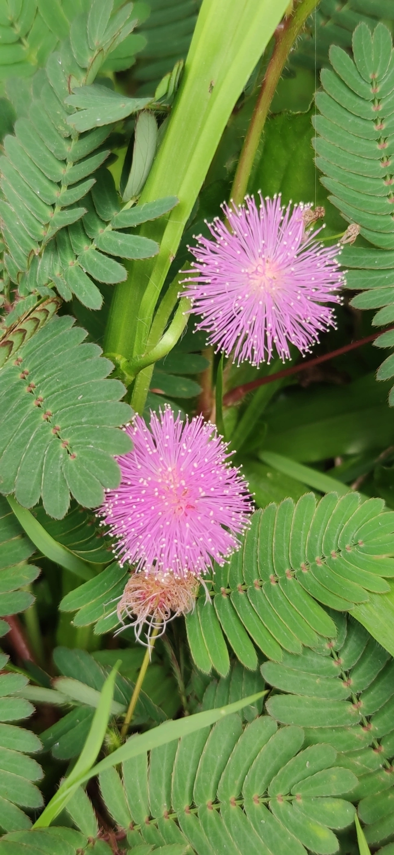 Mimosa albida, plantas, fotografado em Maresias, São Sebastião