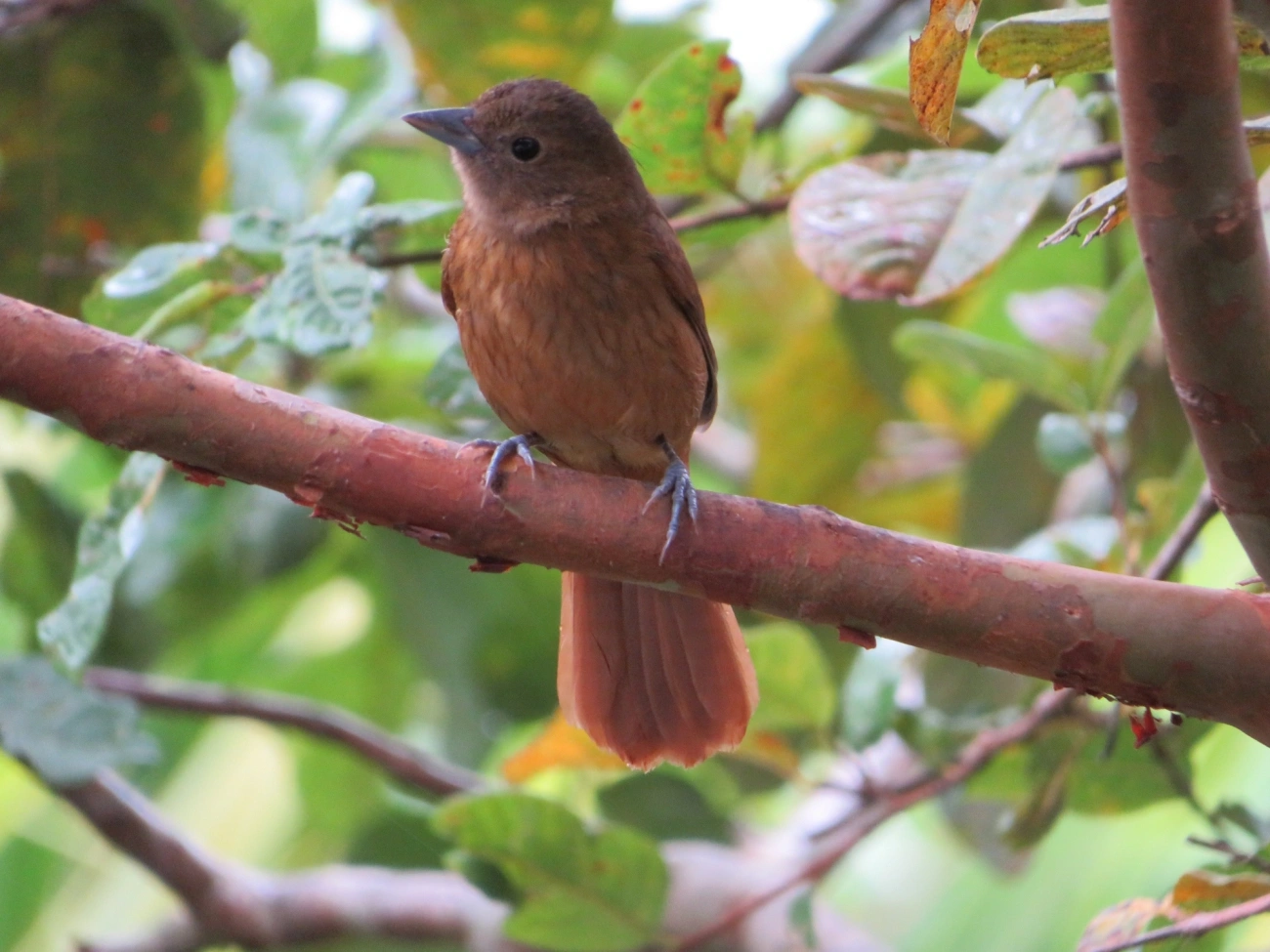 Tiê-preto (Tachyphonus coronatus), aves, fotografado em Maresias, São Sebastião