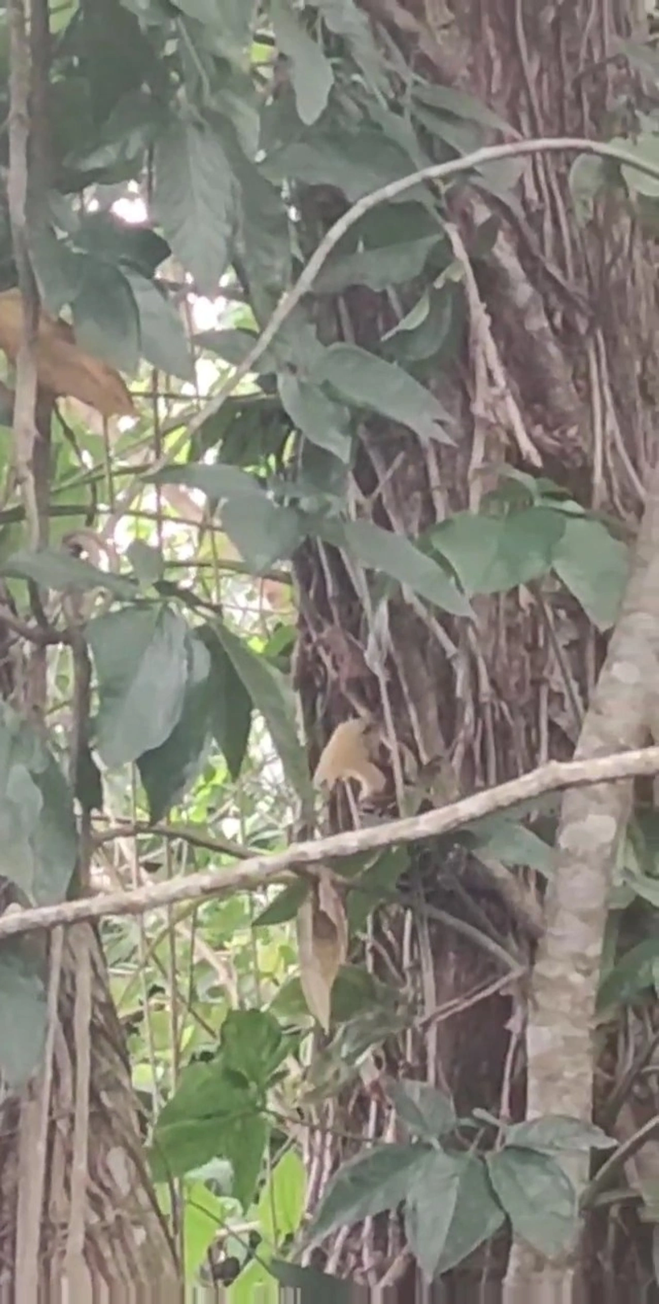 Pica-Pau-de-Cabeça-Amarela (Celeus flavescens), aves, fotografado em Maresias, São Sebastião