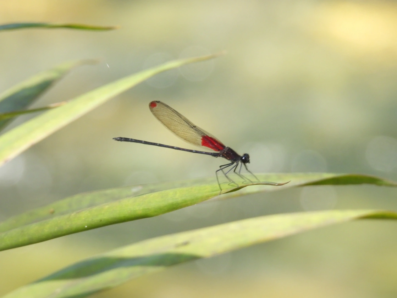 Hetaerina rosea, insetos, fotografado em Queluz