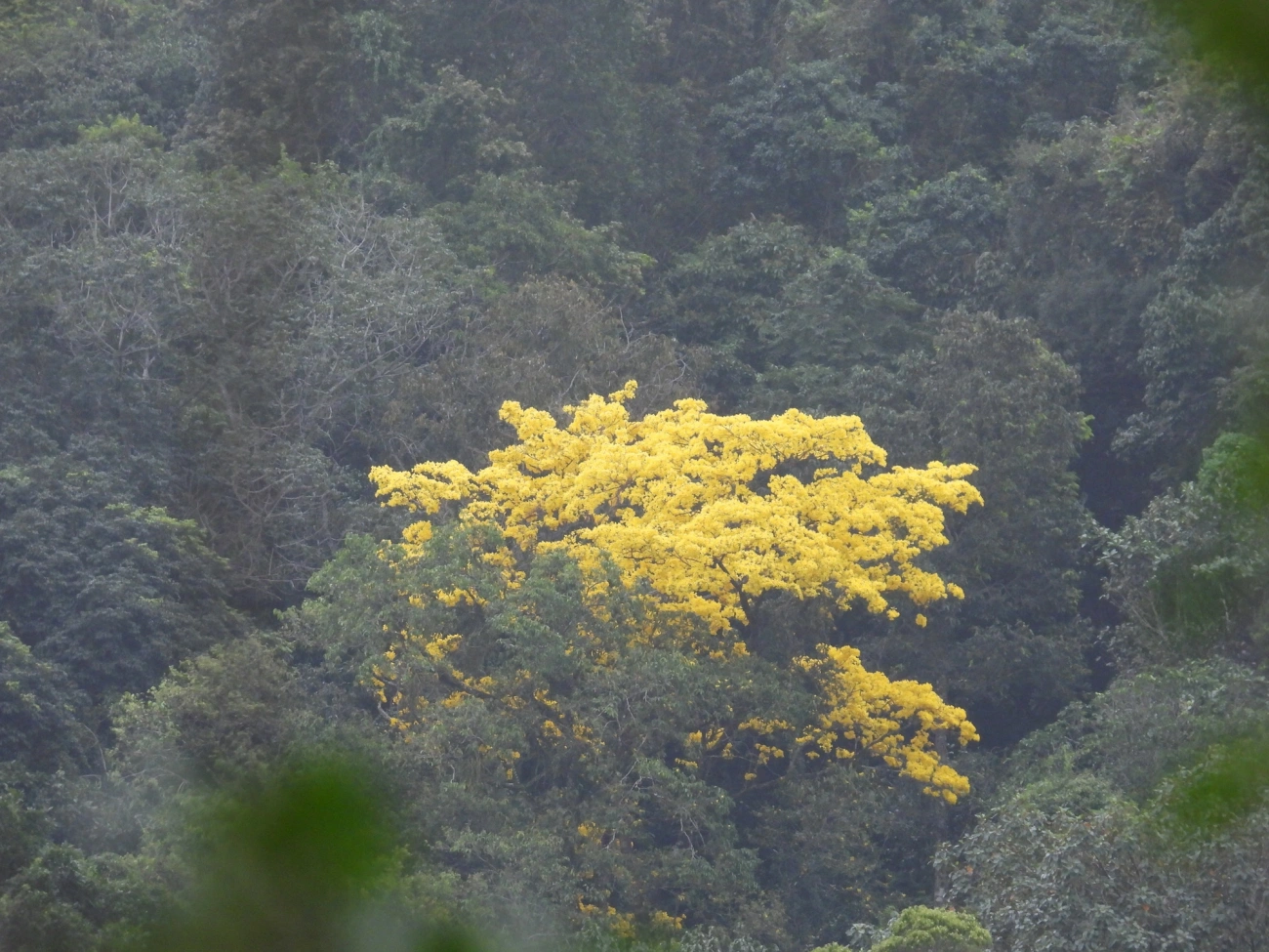 Pau-d'arco-amarelo-da-mata (Handroanthus serratifolius), plantas, fotografado em Maresias, São Sebastião