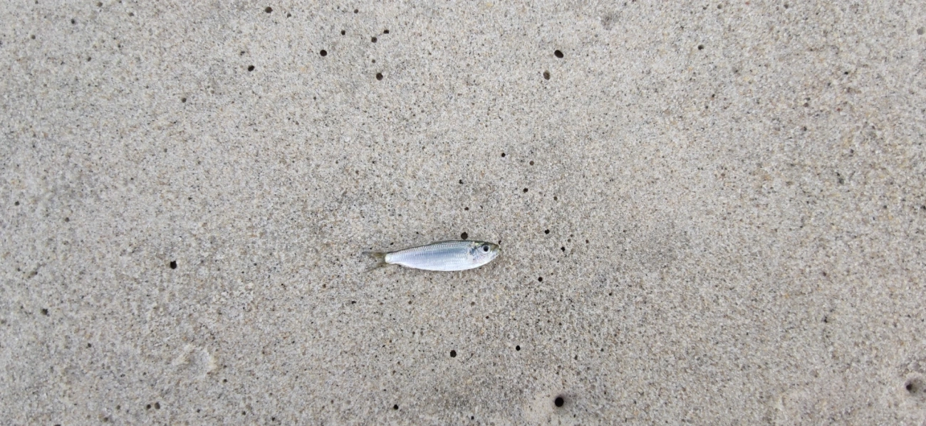 Harengula, peixes, fotografado em Maresias, São Sebastião