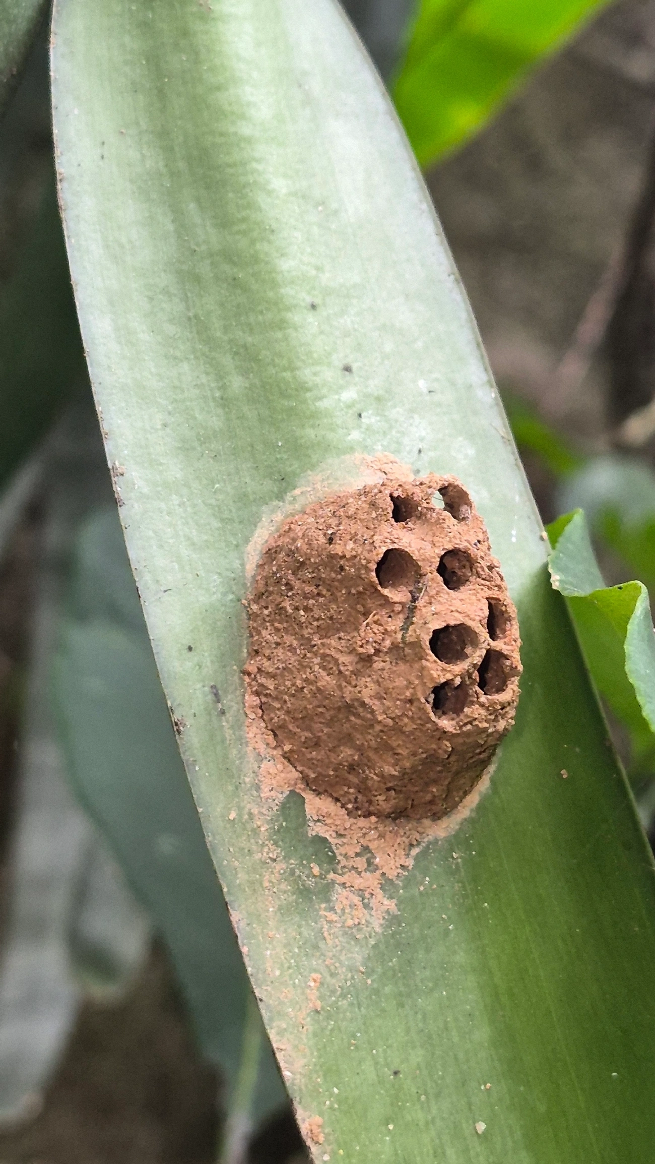 Vespas-oleiras (Eumeninae), insetos, fotografado em Camburí, São Sebastião