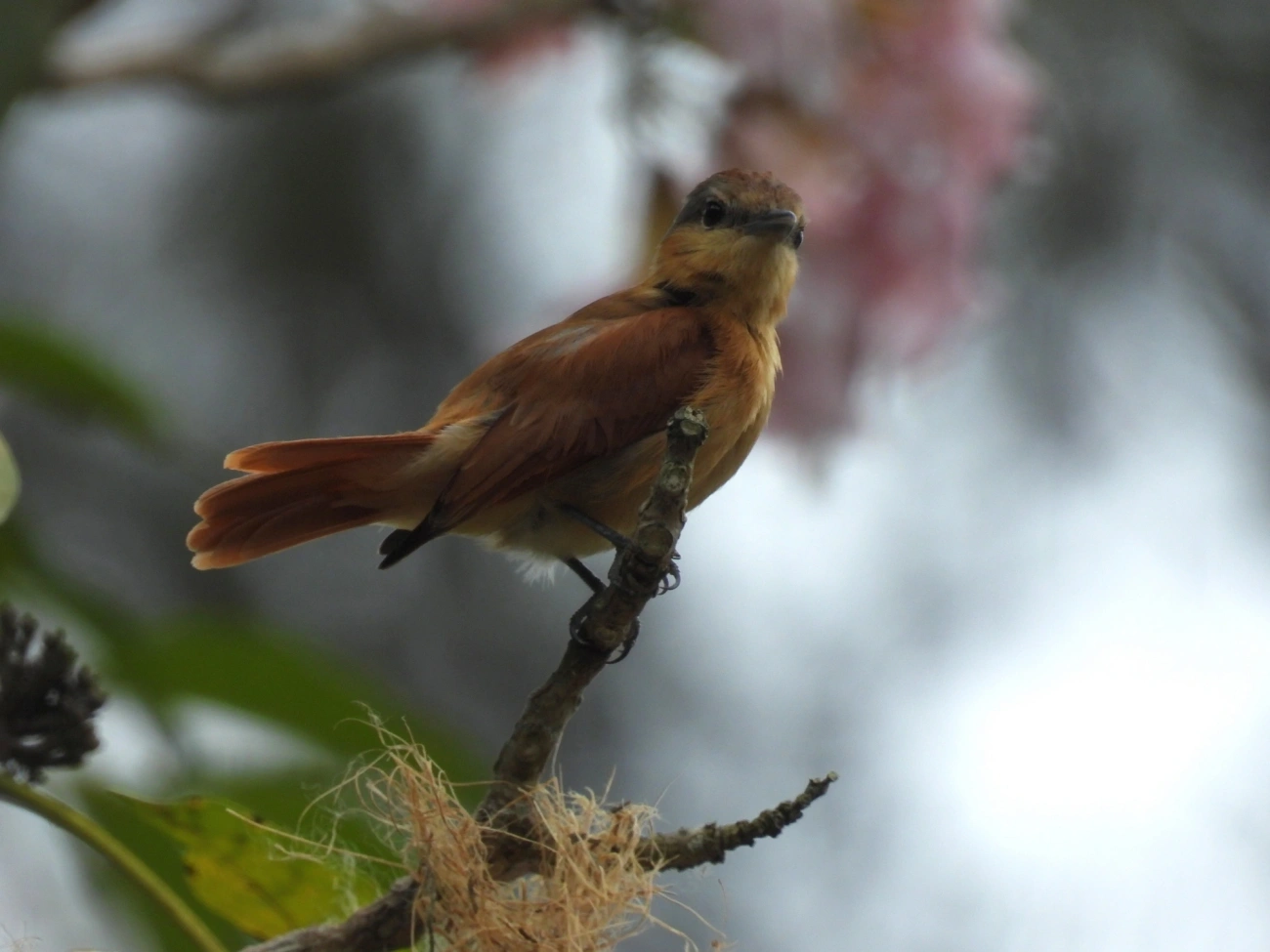 Caneleiro (Pachyramphus castaneus), aves, fotografado em Santa Isabel