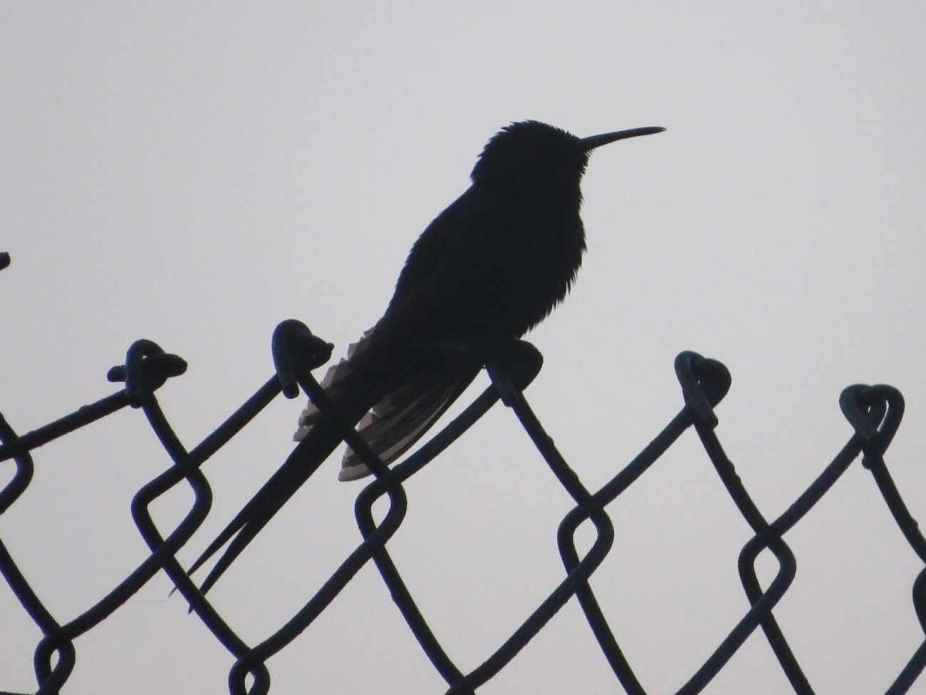 Beija-flor-tesoura (Eupetomena macroura), aves, fotografado em Maresias, São Sebastião