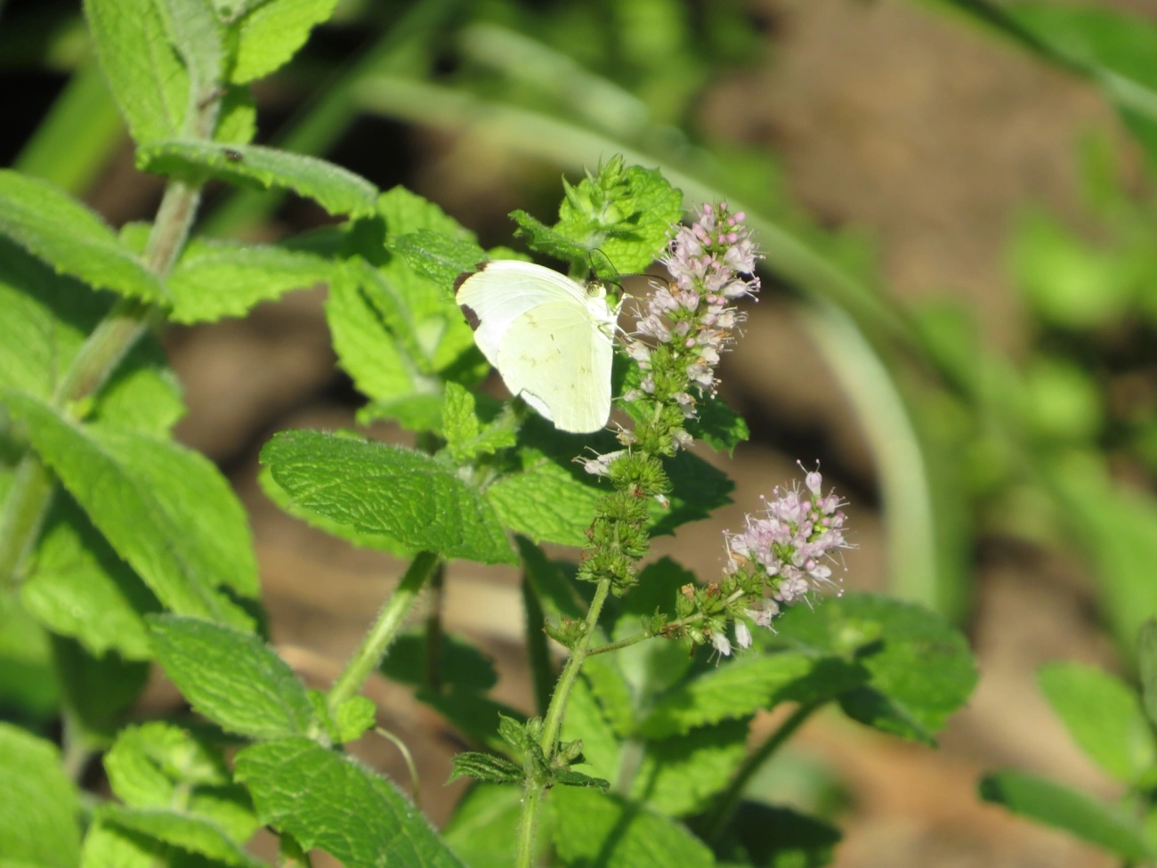 Coliadinae, insetos, fotografado em Maresias, São Sebastião