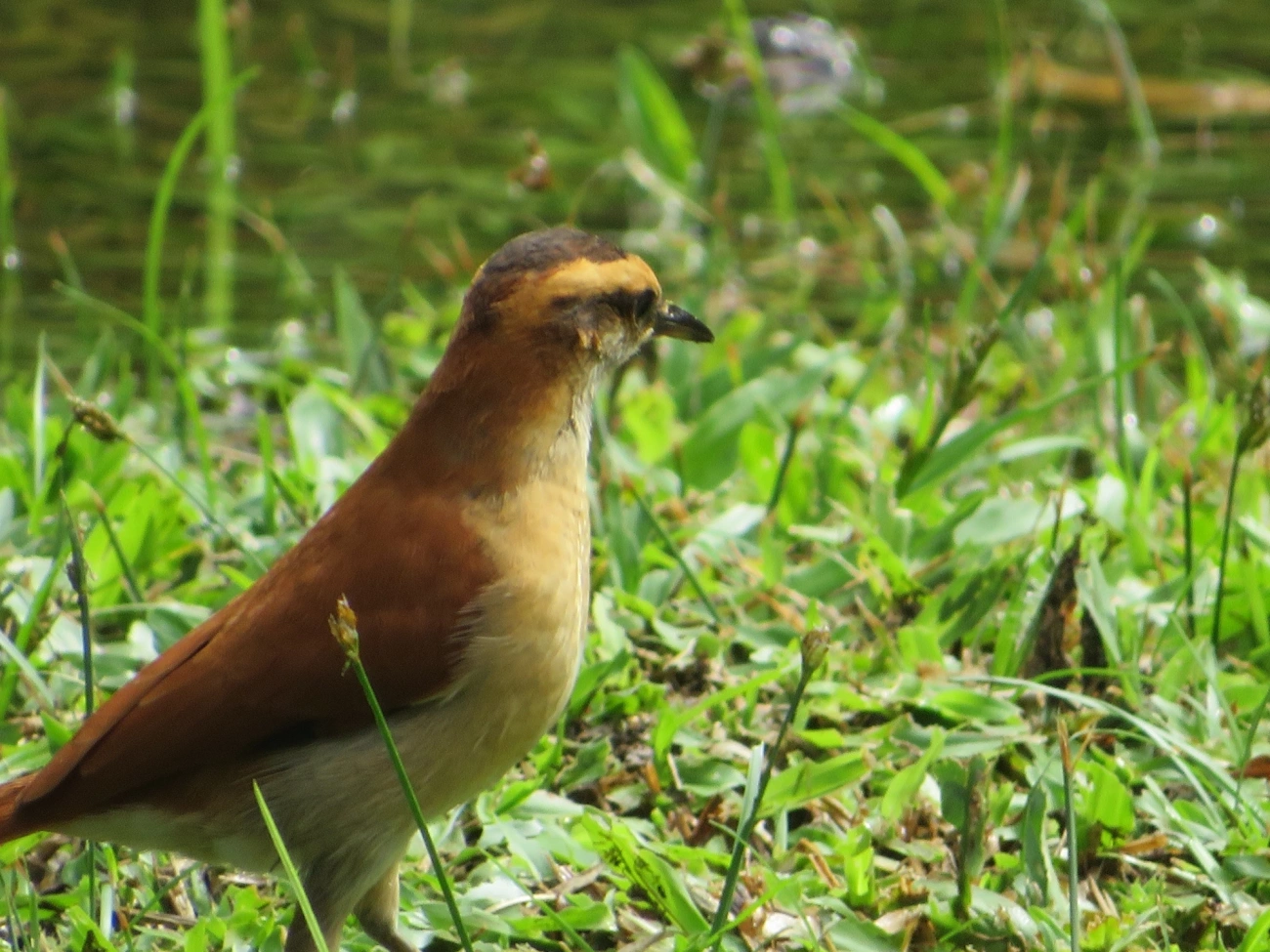 Casaca-de-Couro-da-Lama (Furnarius figulus), aves, fotografado em Maresias, São Sebastião