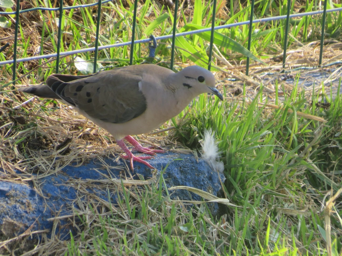 Pomba-de-bando (Zenaida auriculata), aves, fotografado em Indaiá, Caraguatatuba