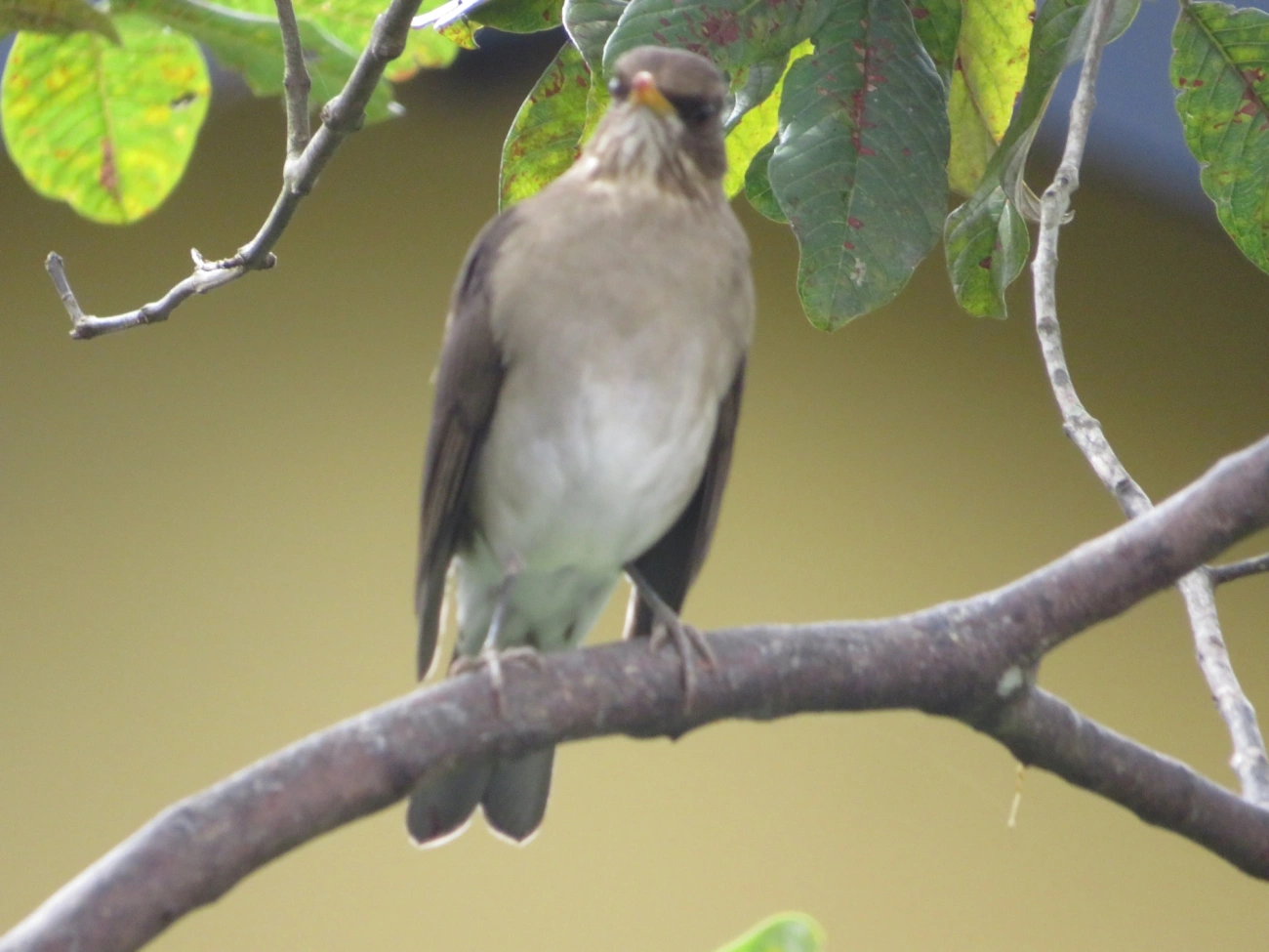 Sabiá-poca (Turdus amaurochalinus), aves, fotografado em Maresias, São Sebastião