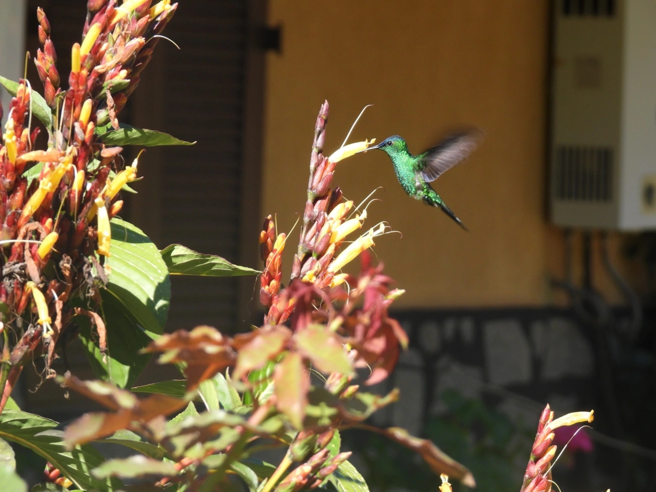 Beija-flor-de-fronte-violeta (Thalurania glaucopis), aves, fotografado em Visconde de Mauá