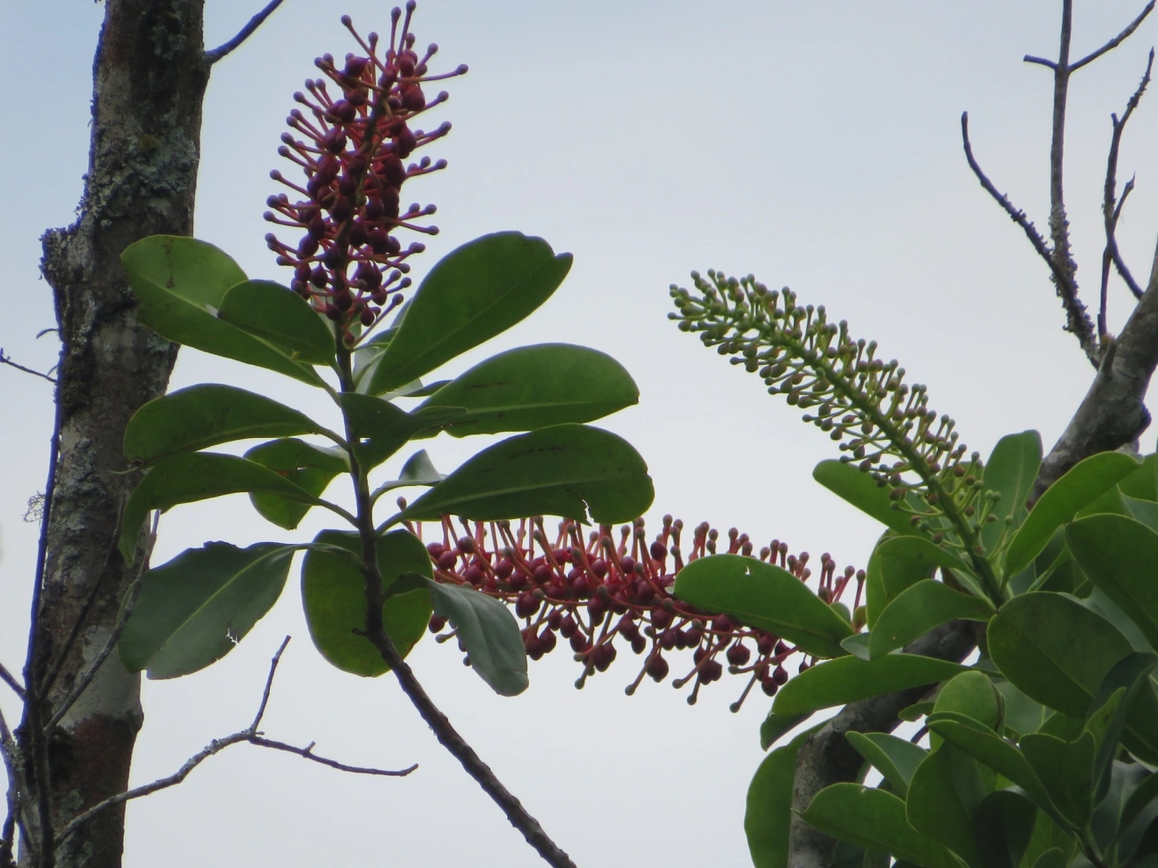 Agarrapé (Schwartzia brasiliensis), plantas, fotografado em Maresias, São Sebastião