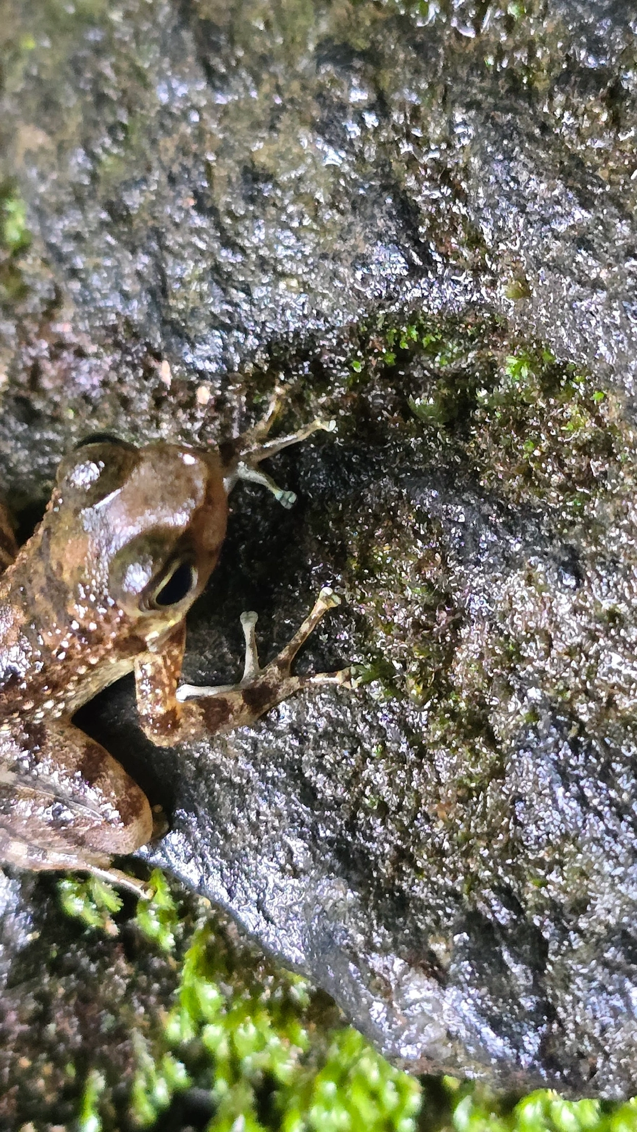 Rã-de-corredeira (Hylodes asper), anfíbios, fotografado em Boiçucanga, São Sebastião