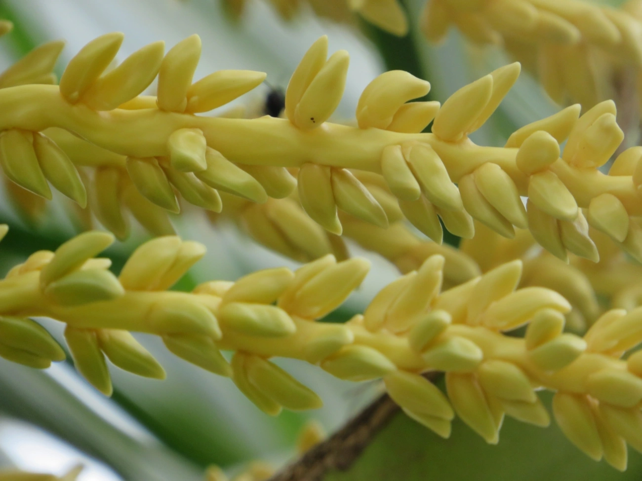 Coqueiro (Cocos nucifera), plantas, fotografado em Maresias, São Sebastião