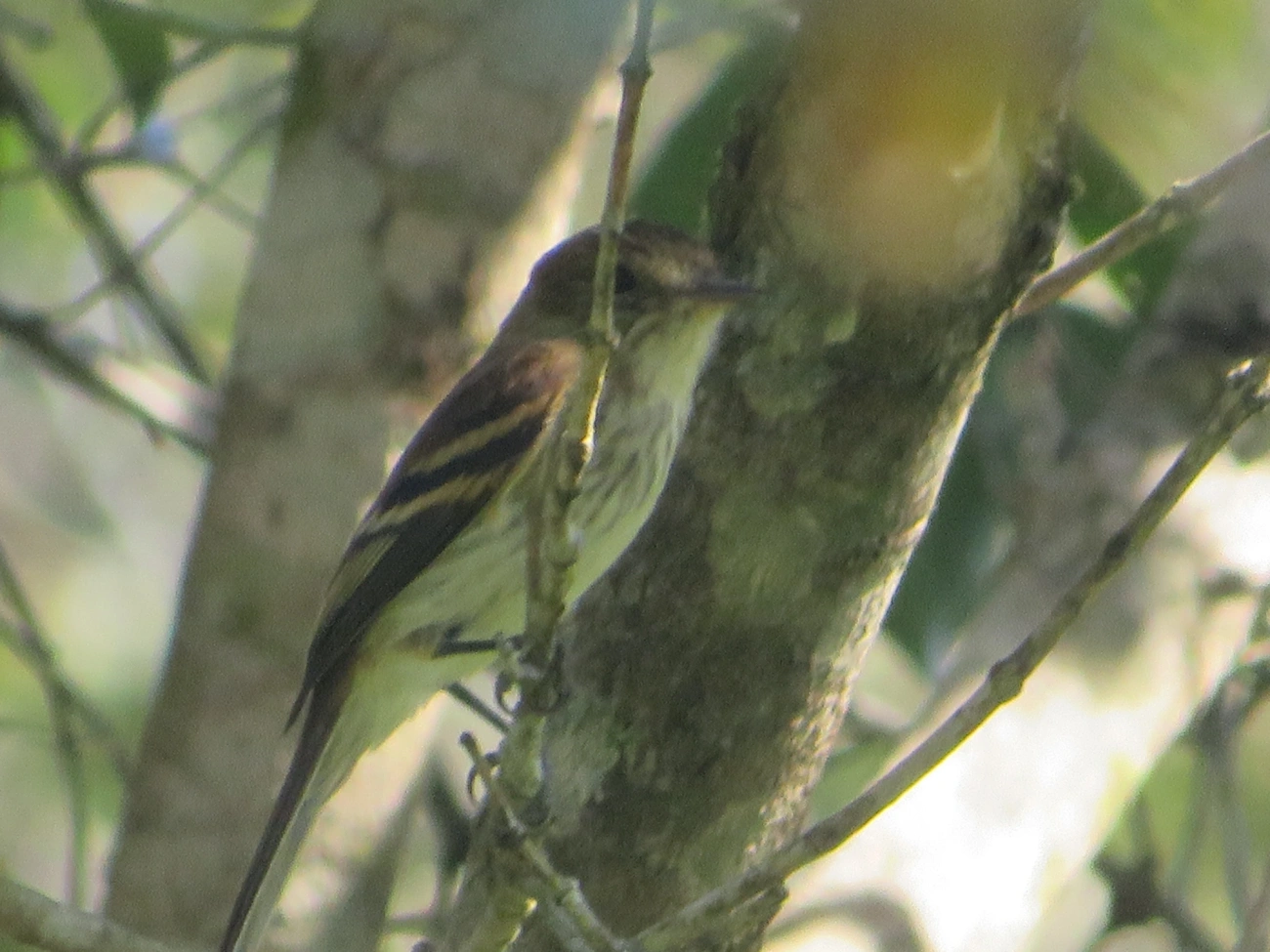 Filipe (Myiophobus fasciatus), aves, fotografado em Maresias, São Sebastião