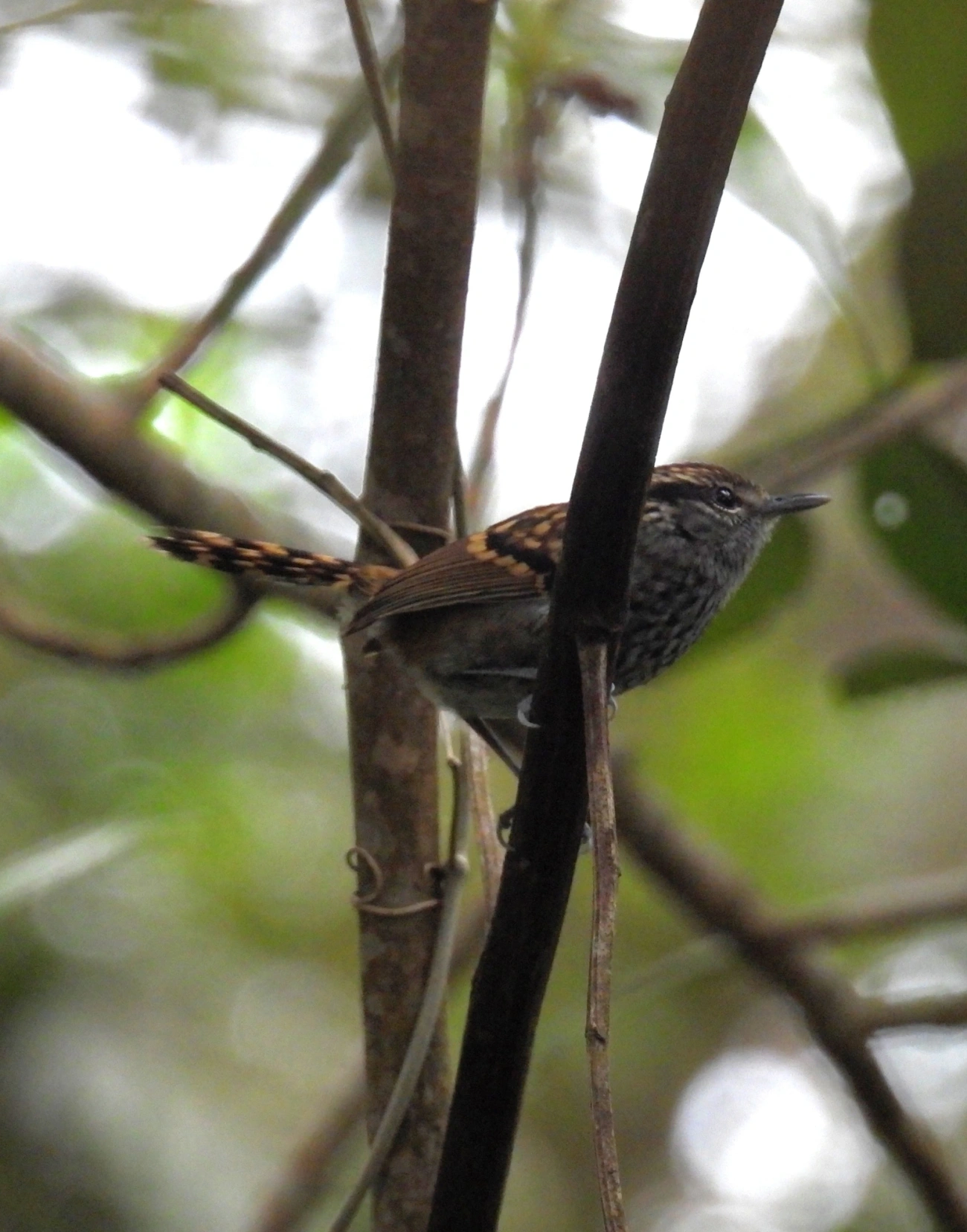 Pintadinho (Drymophila squamata), aves, fotografado em Maresias, São Sebastião