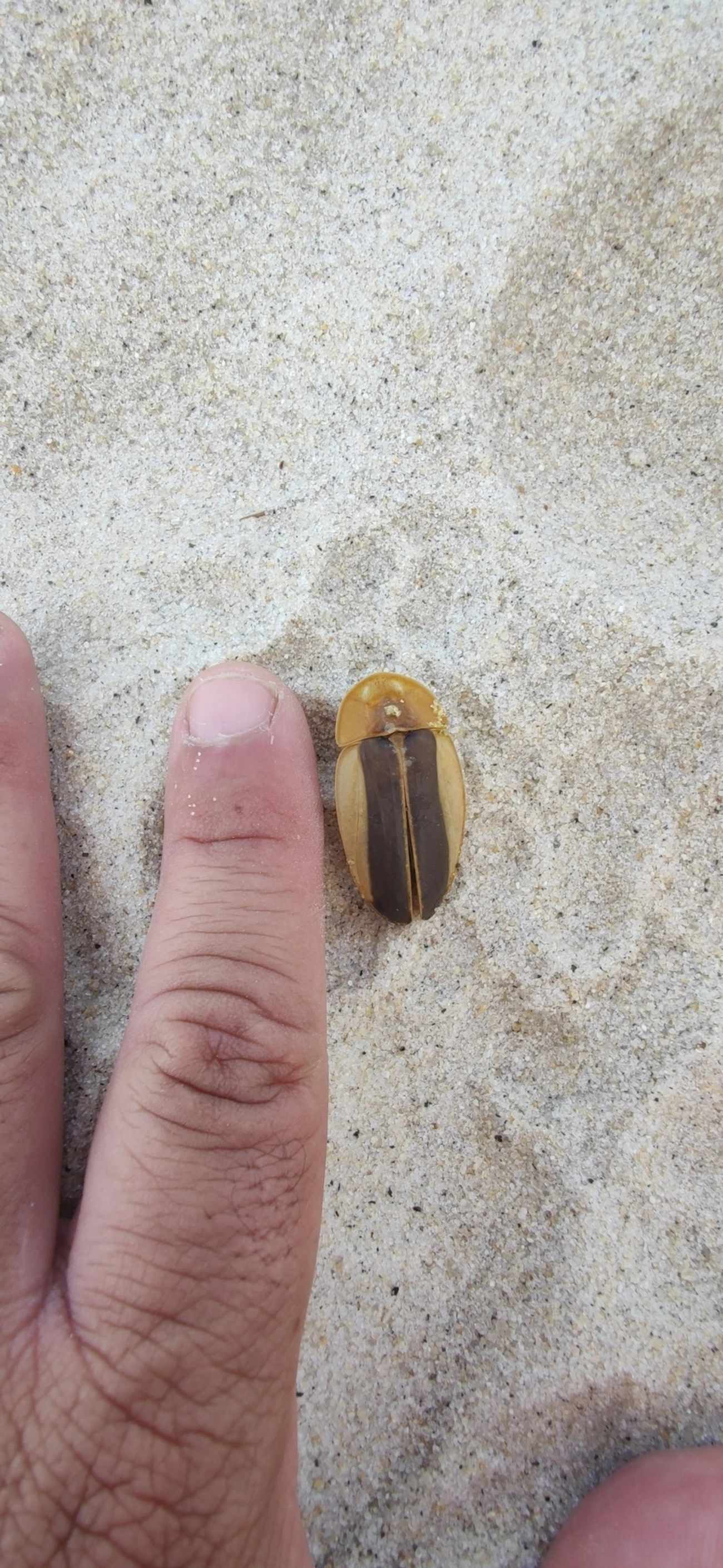 Vaga-lume (Cratomorphus aequalis), insetos, fotografado em São Sebastião