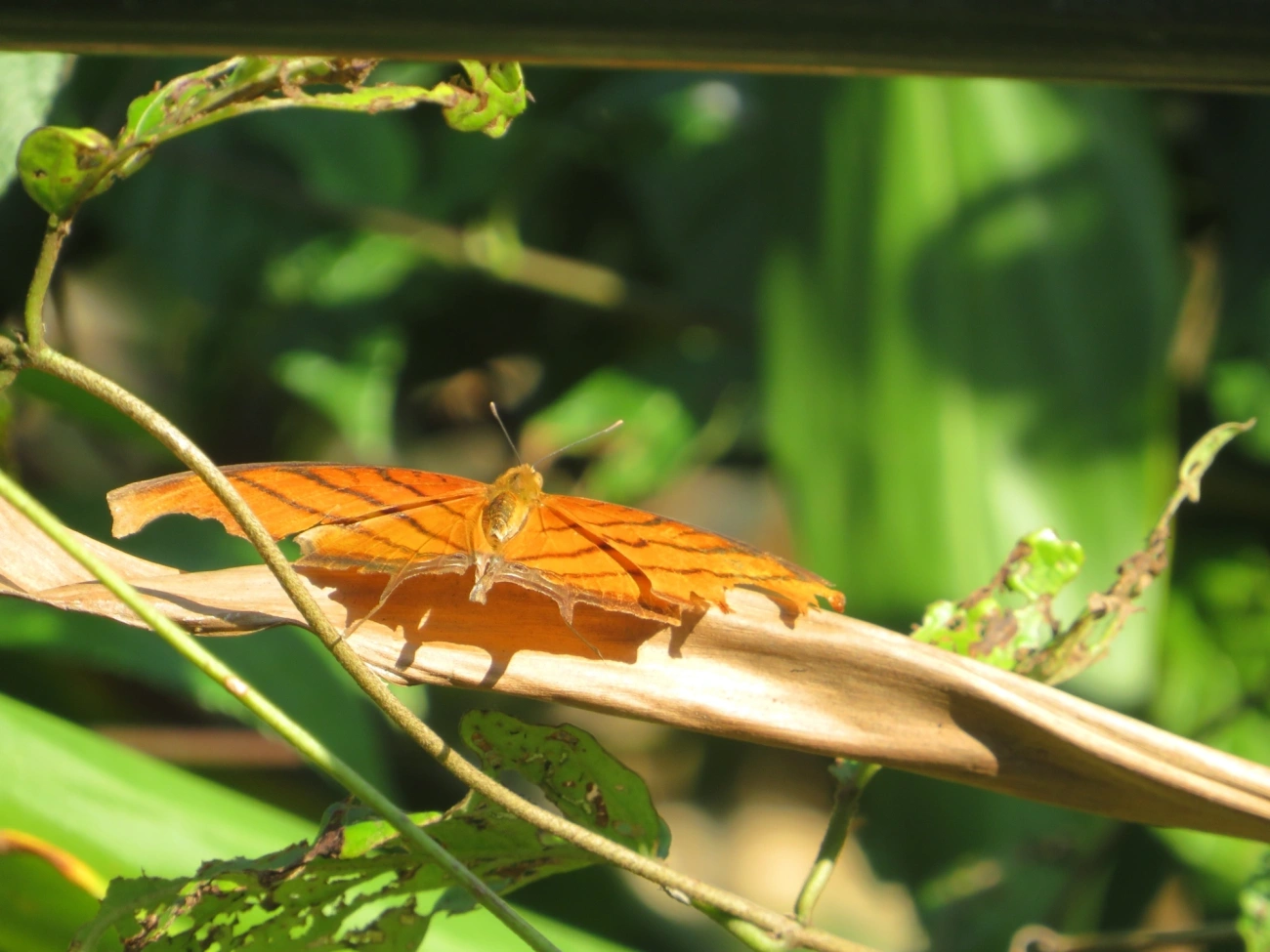 Borboleta-Asas-de-Punhal (Marpesia petreus), insetos, fotografado em Maresias, São Sebastião
