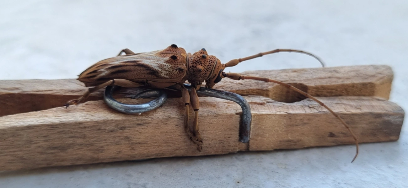 Rhaphiptera nodifera, insetos, fotografado em Maresias, São Sebastião